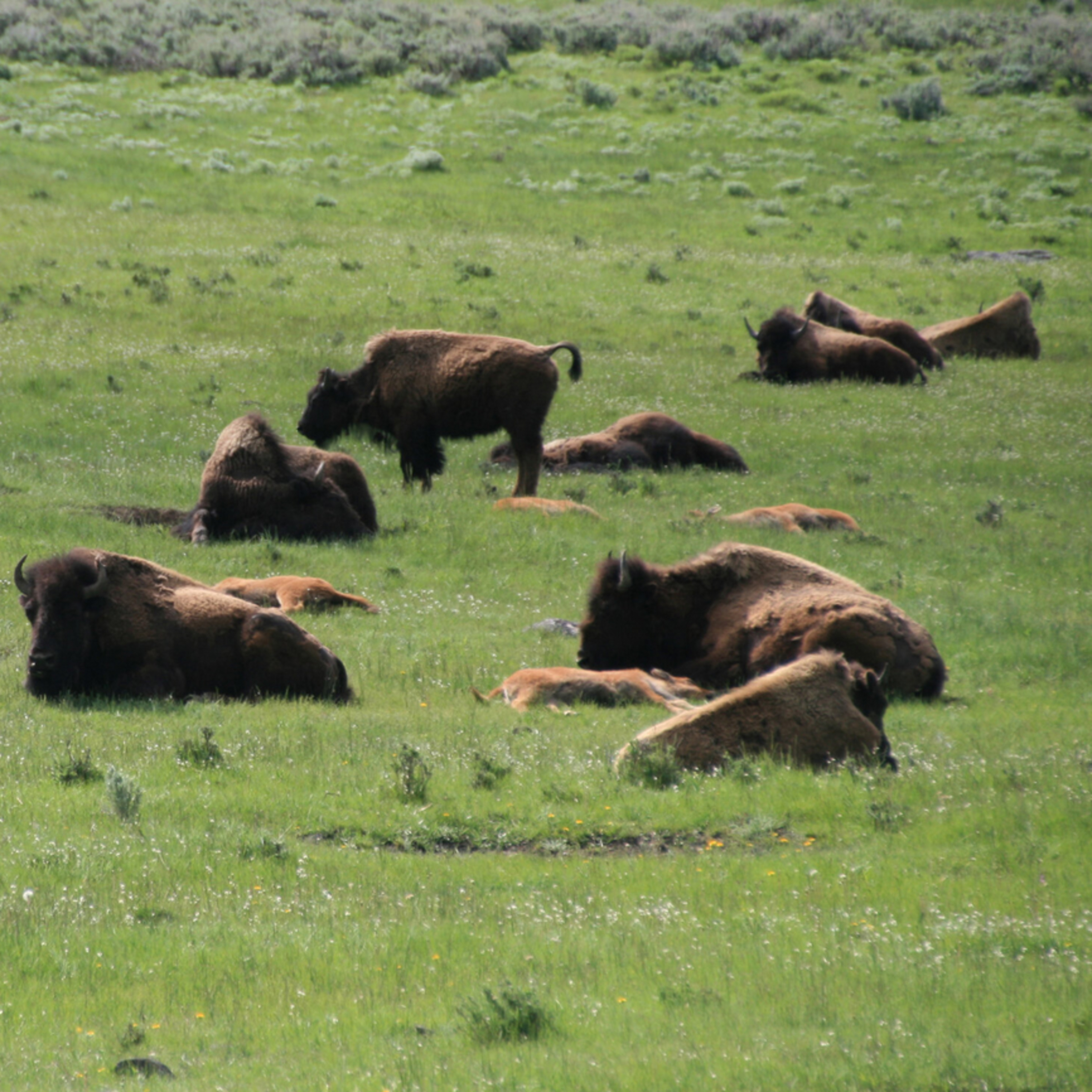"Where Does an Animal End? — The American Bison" with Craig Holdrege (Part 2) episode artwork