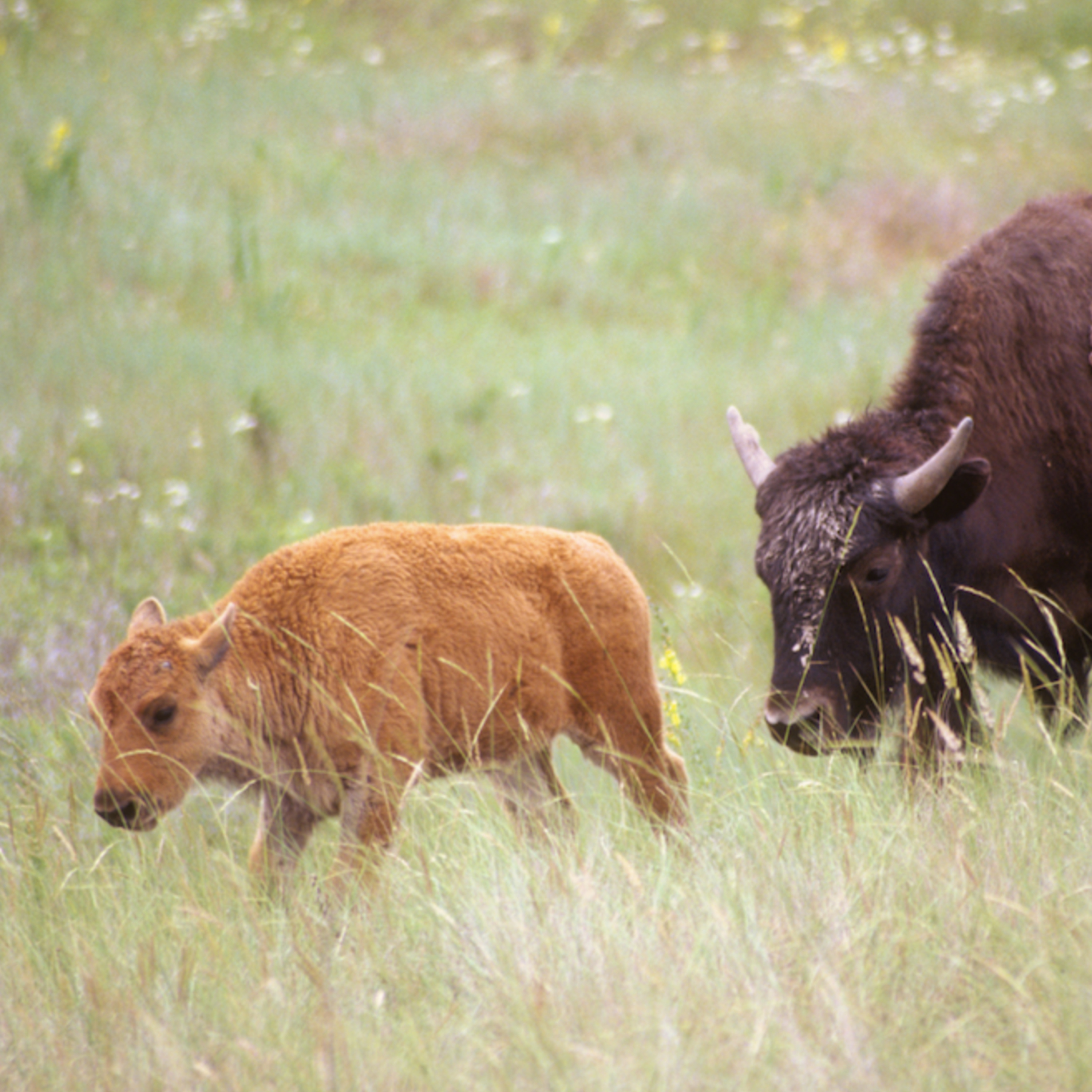 "Where Does an Animal End? — The American Bison" with Craig Holdrege (Part 3) episode artwork