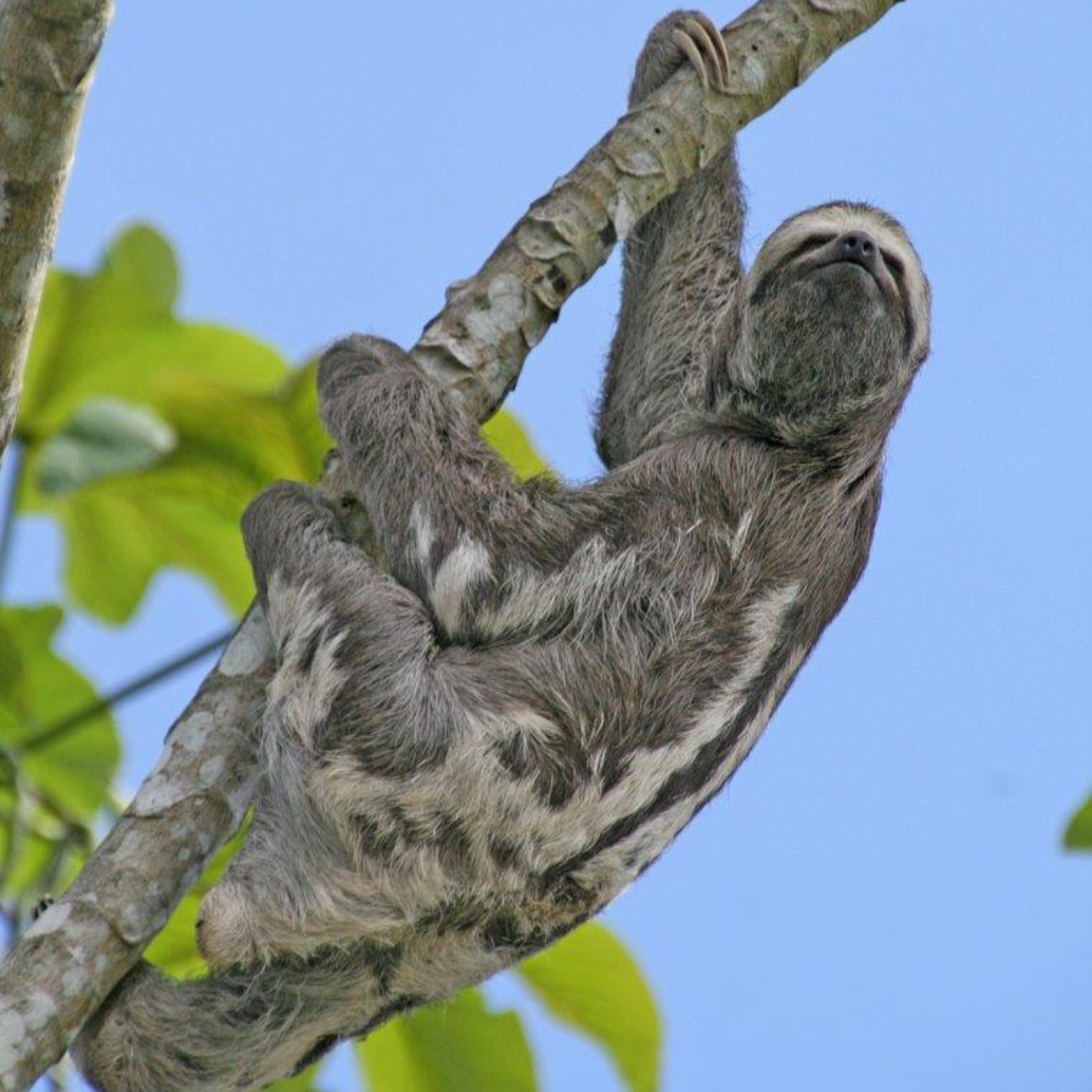 In Praise of Slowness: What Does It Mean to Be a Sloth?