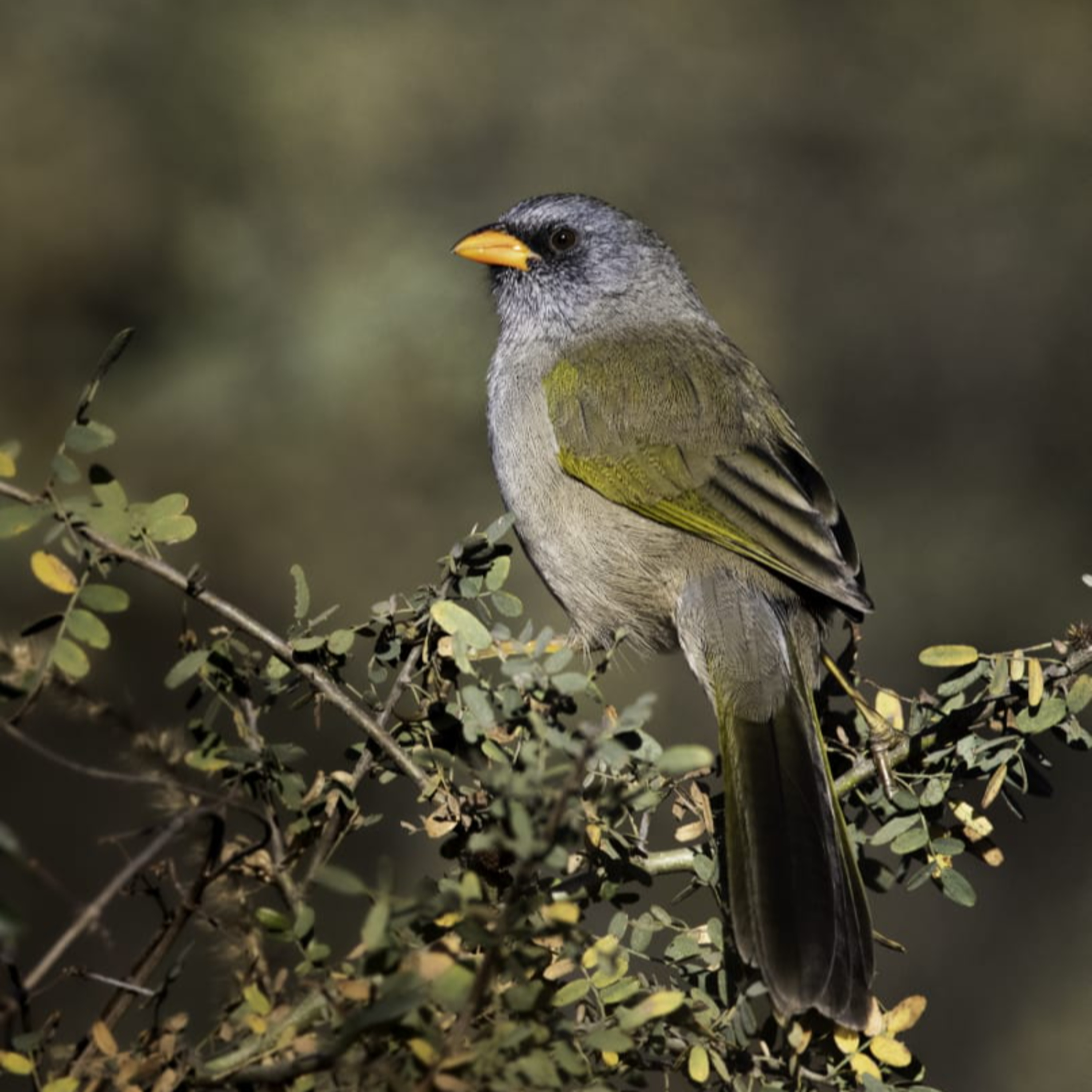 Mil Aves y un Fotógrafo