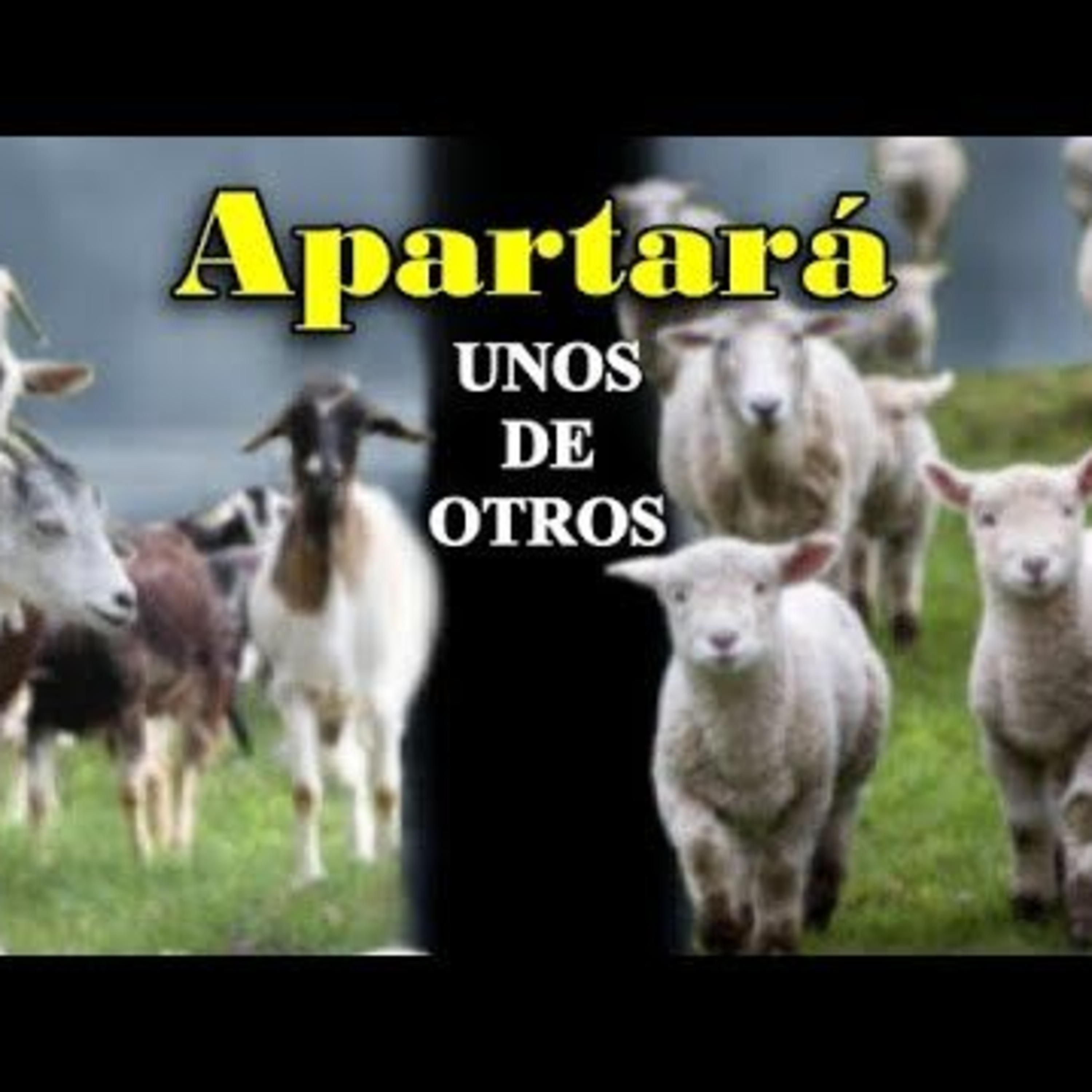 CABRITOS Y OVEJAS EMPIEZAN A SER SEPARADOS episode artwork