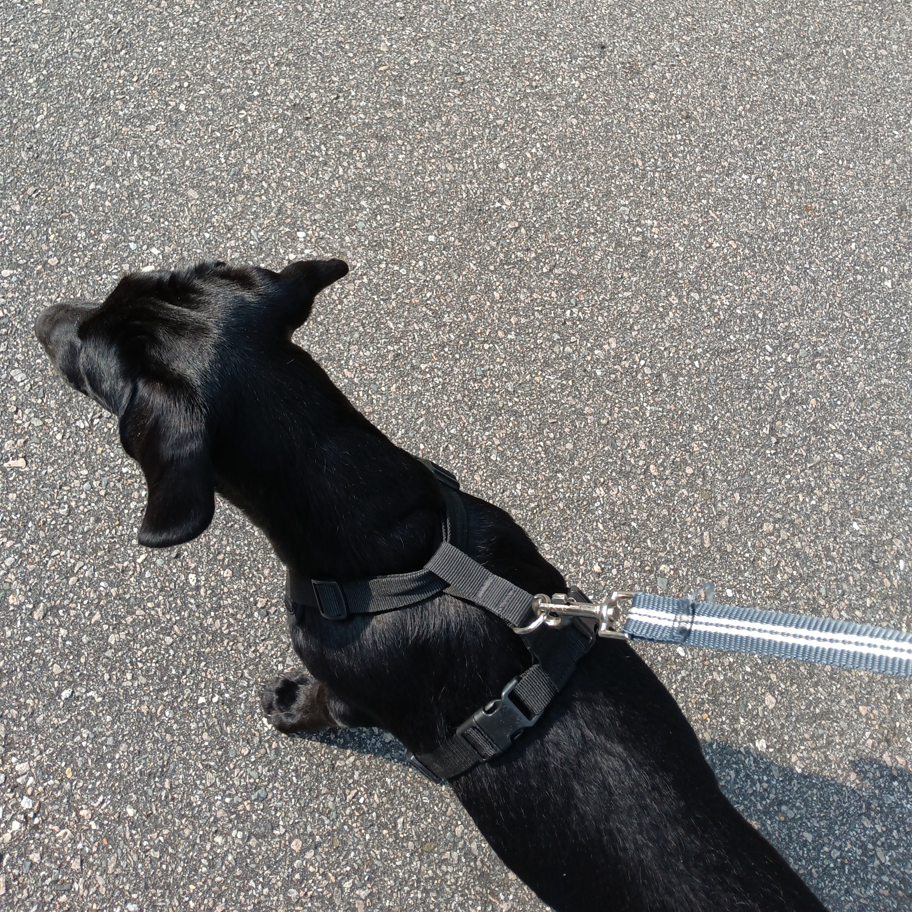 Can I Take My Puppy For A Walk?