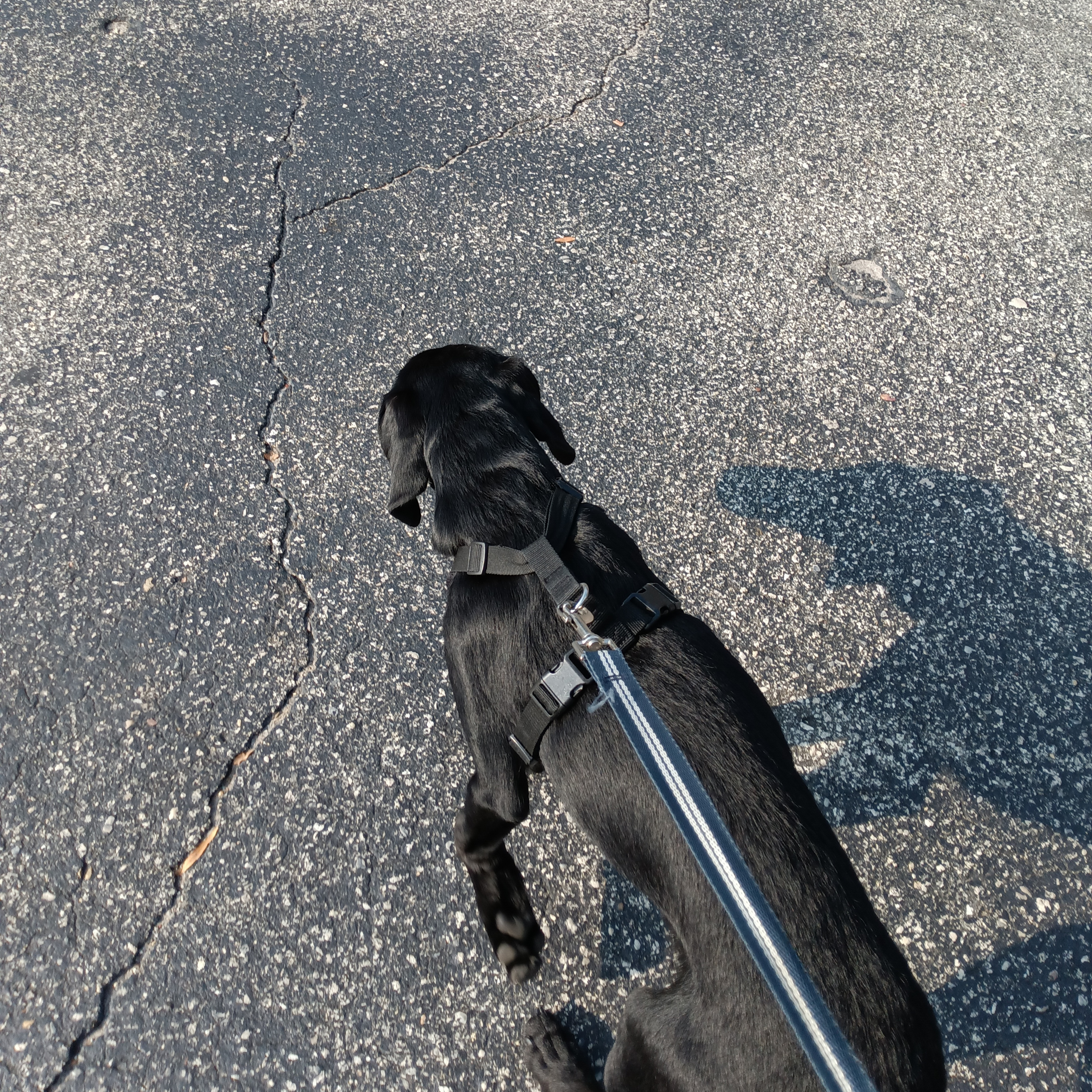 I Got a Puppy