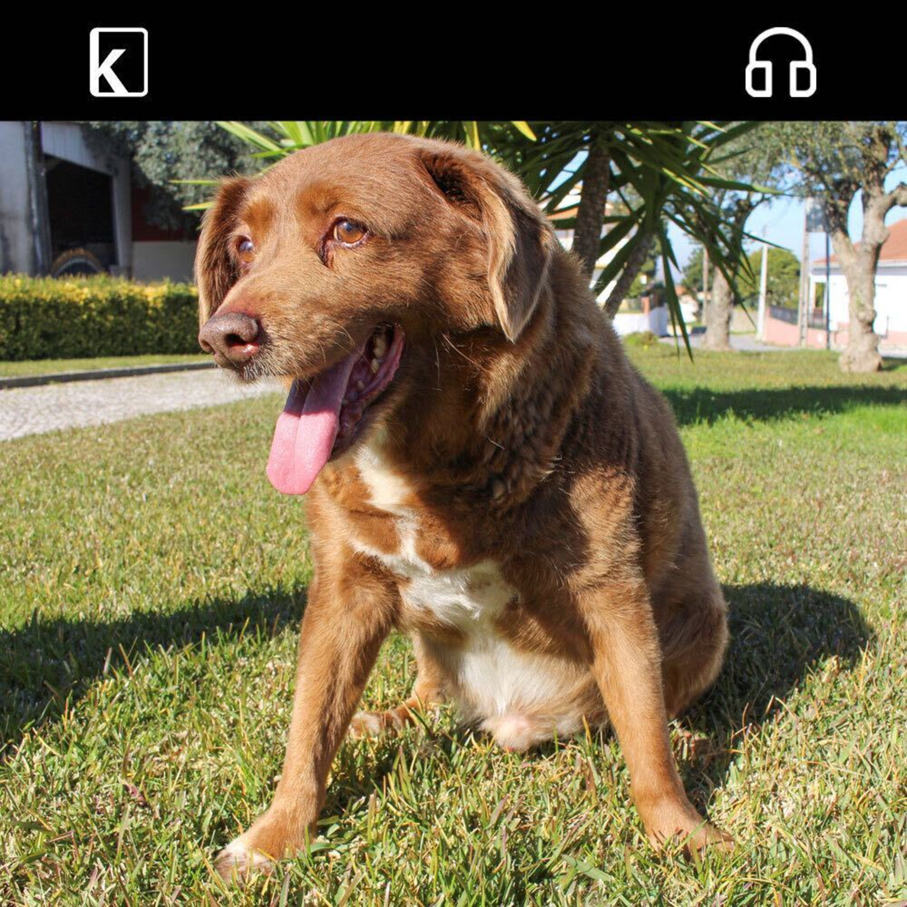 World's Oldest Dog, Bobi, Crosses the Rainbow Bridge at 31