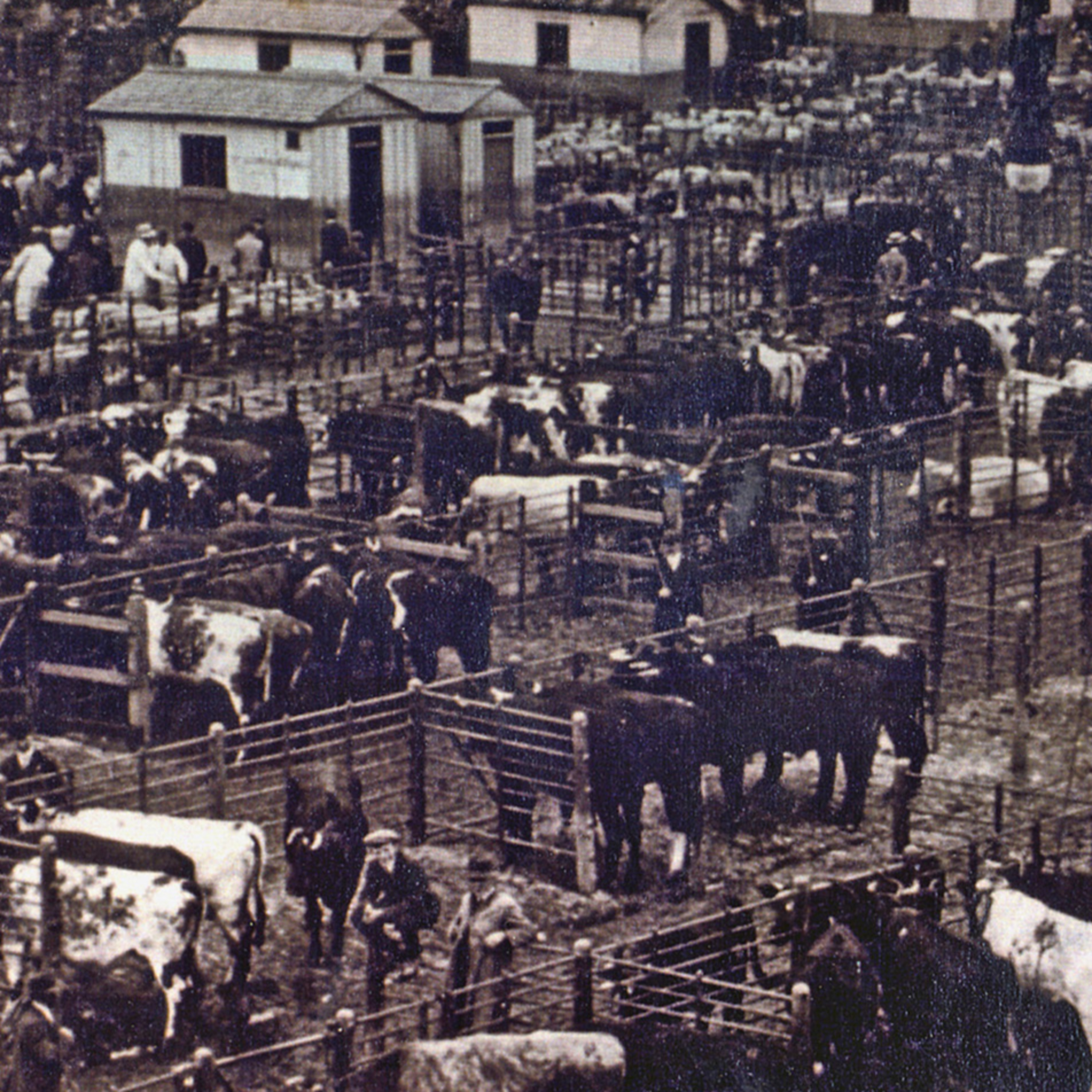 A Brief History of the Dublin Metropolitan Cattle Market