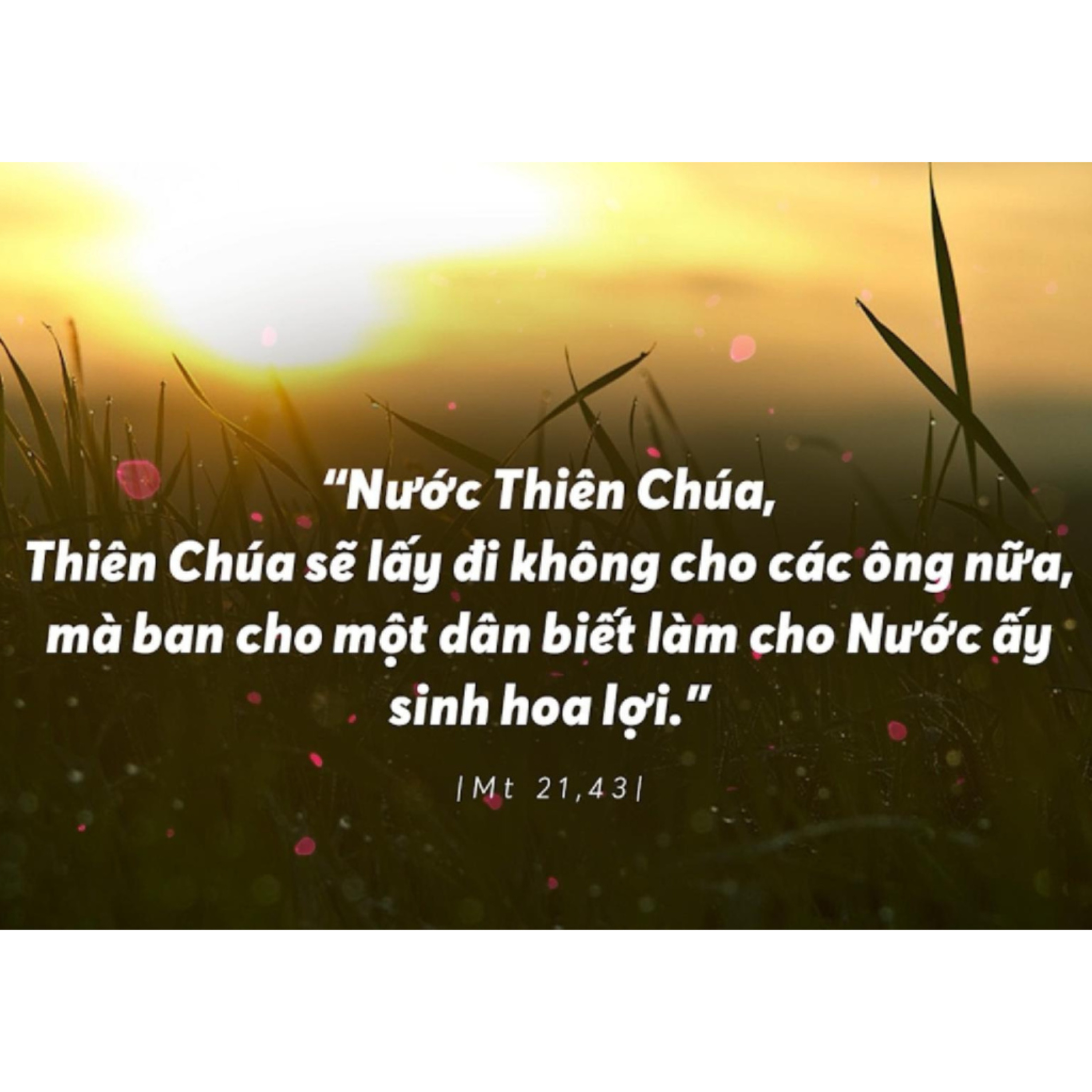SINH HOA LỢI | MANNA (Thứ Sáu Tuần 2 Mùa Chay - Mt 21,33-43.45-46)