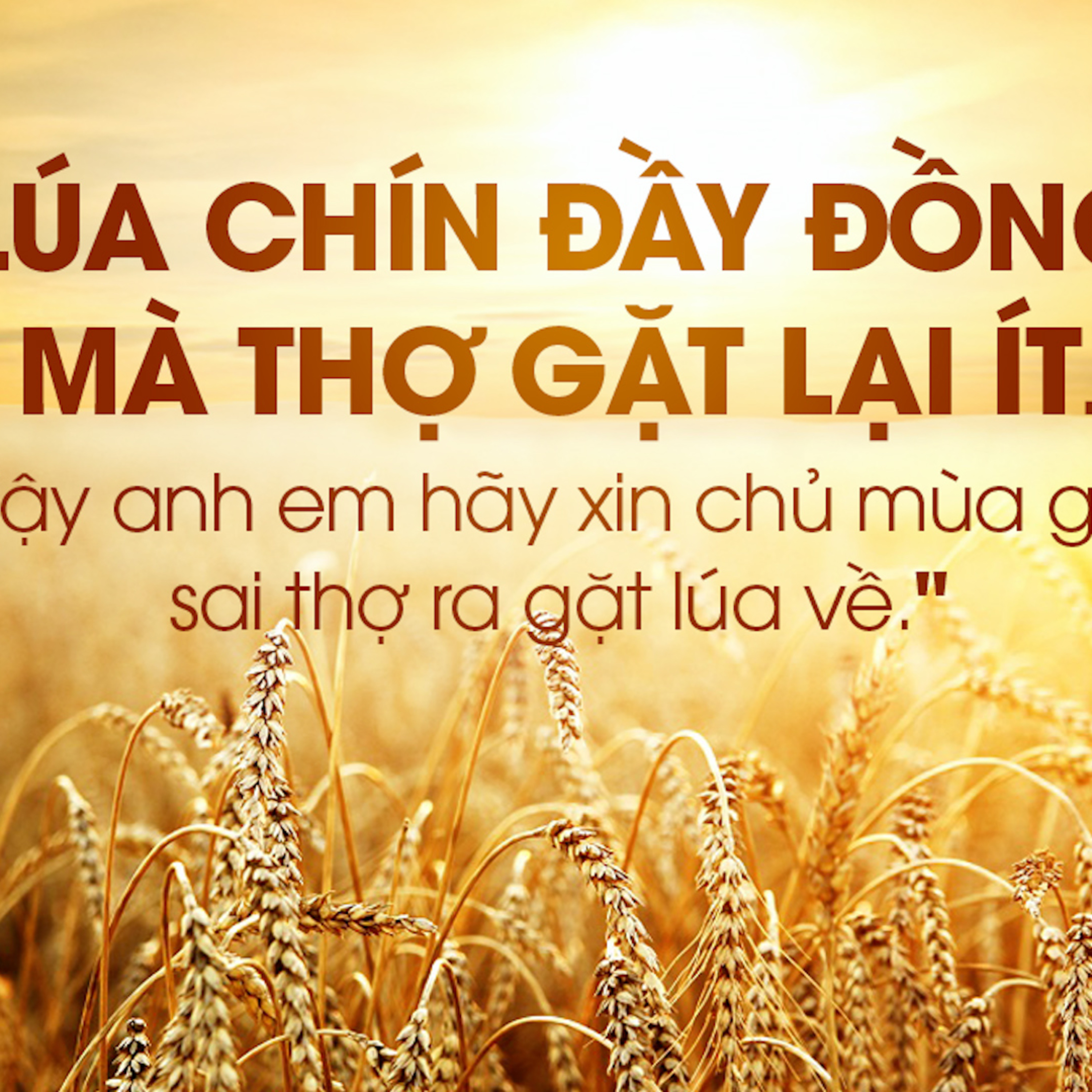 Manna: Sai thợ ra gặt lúa (Thứ Ba Tuần 14 Thường niên - Mt 9,32-38) episode artwork