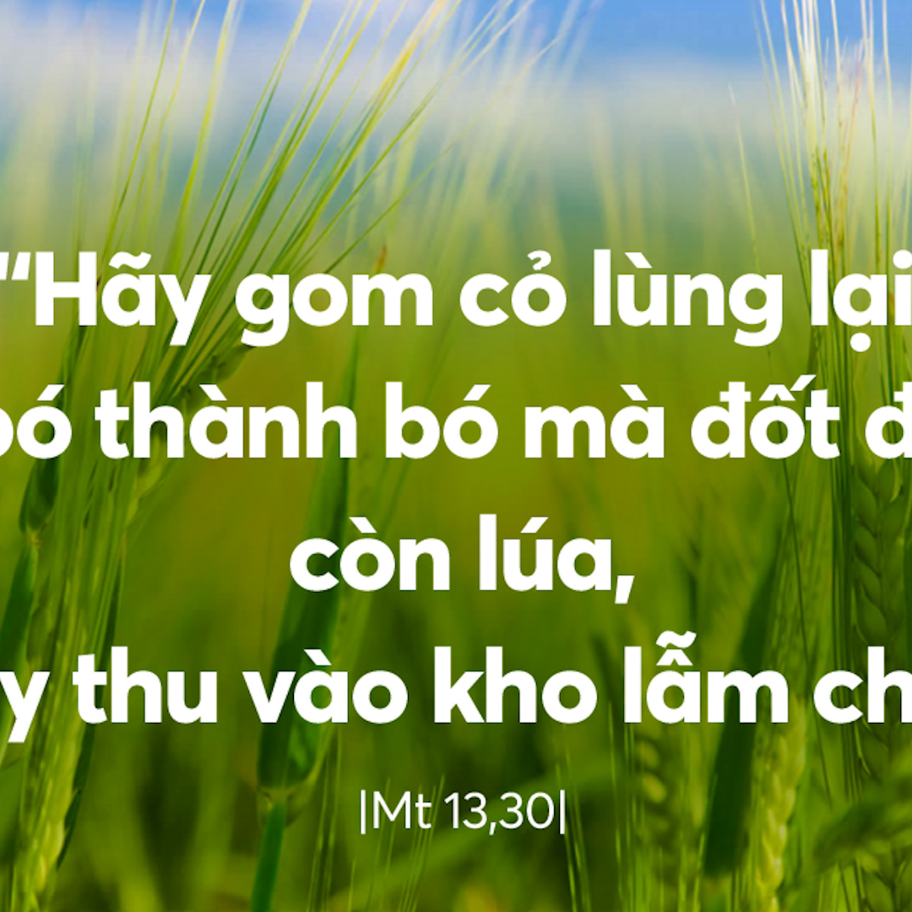 Manna: Đừng nhổ cỏ lùng (Thứ Bảy Tuần 16 Thường niên - Mt 13,24-30) episode artwork