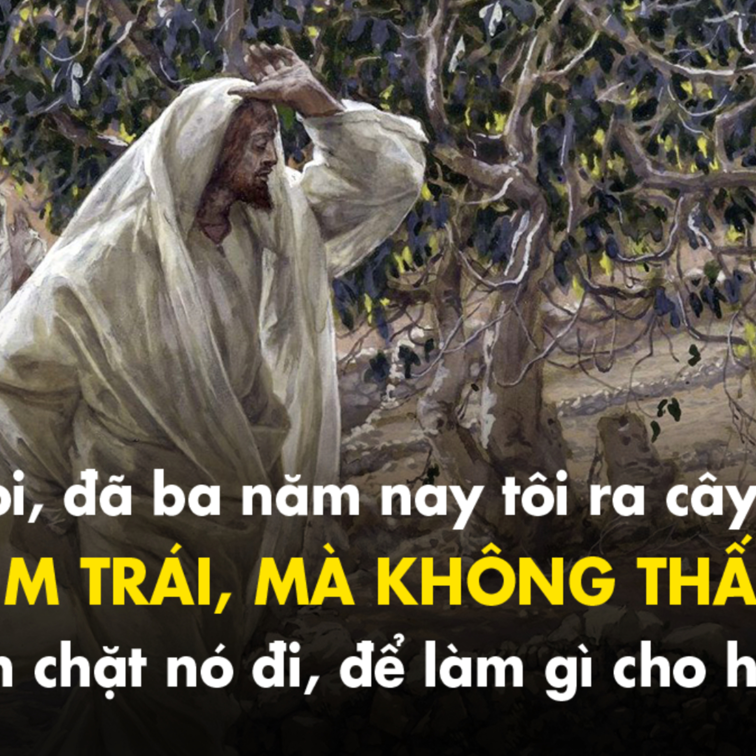 Manna: Tìm trái mà không thấy (Thứ Bảy Tuần 29 TN - Lc 13,1-9)