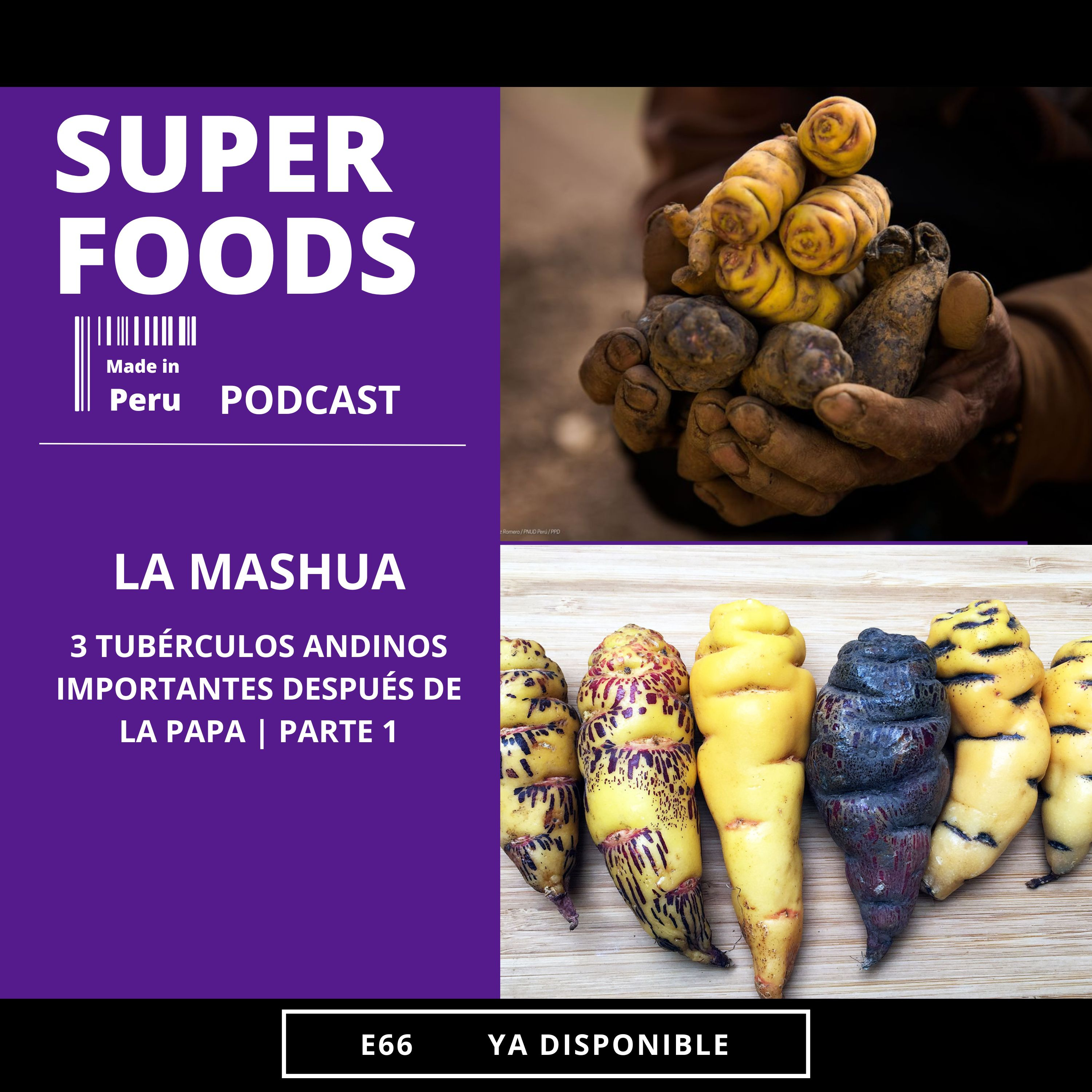 E66. ¿QUÉ ES LA MASHUA? | TUBÉRCULOS ANDINOS IMPORTANTES DESPUÉS DE LA PAPA episode artwork