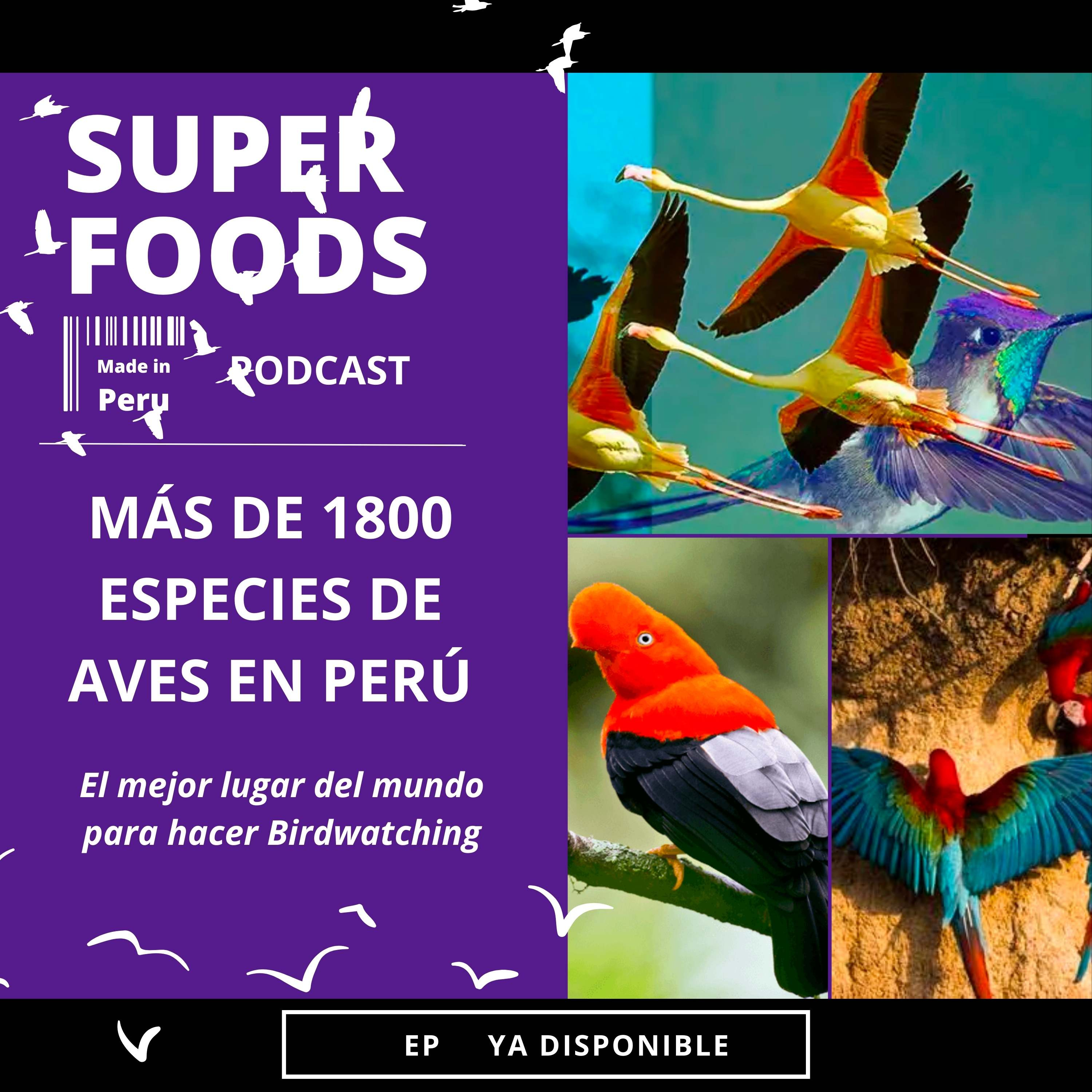 Perú: MEJOR LUGAR para OBSERVAR AVES episode artwork