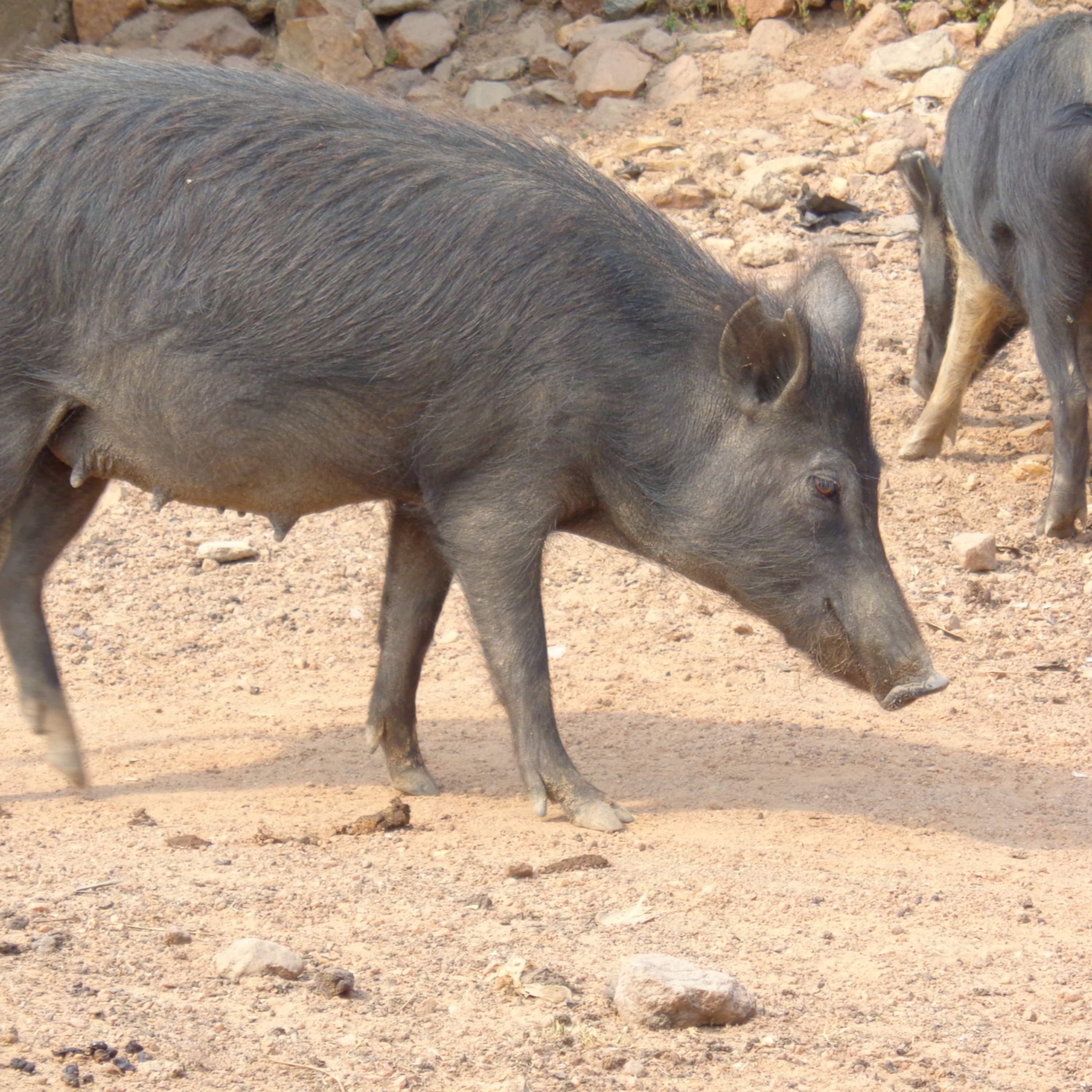 History Written in Base-Pairs: The Hidden Stories in African Pig Genomes