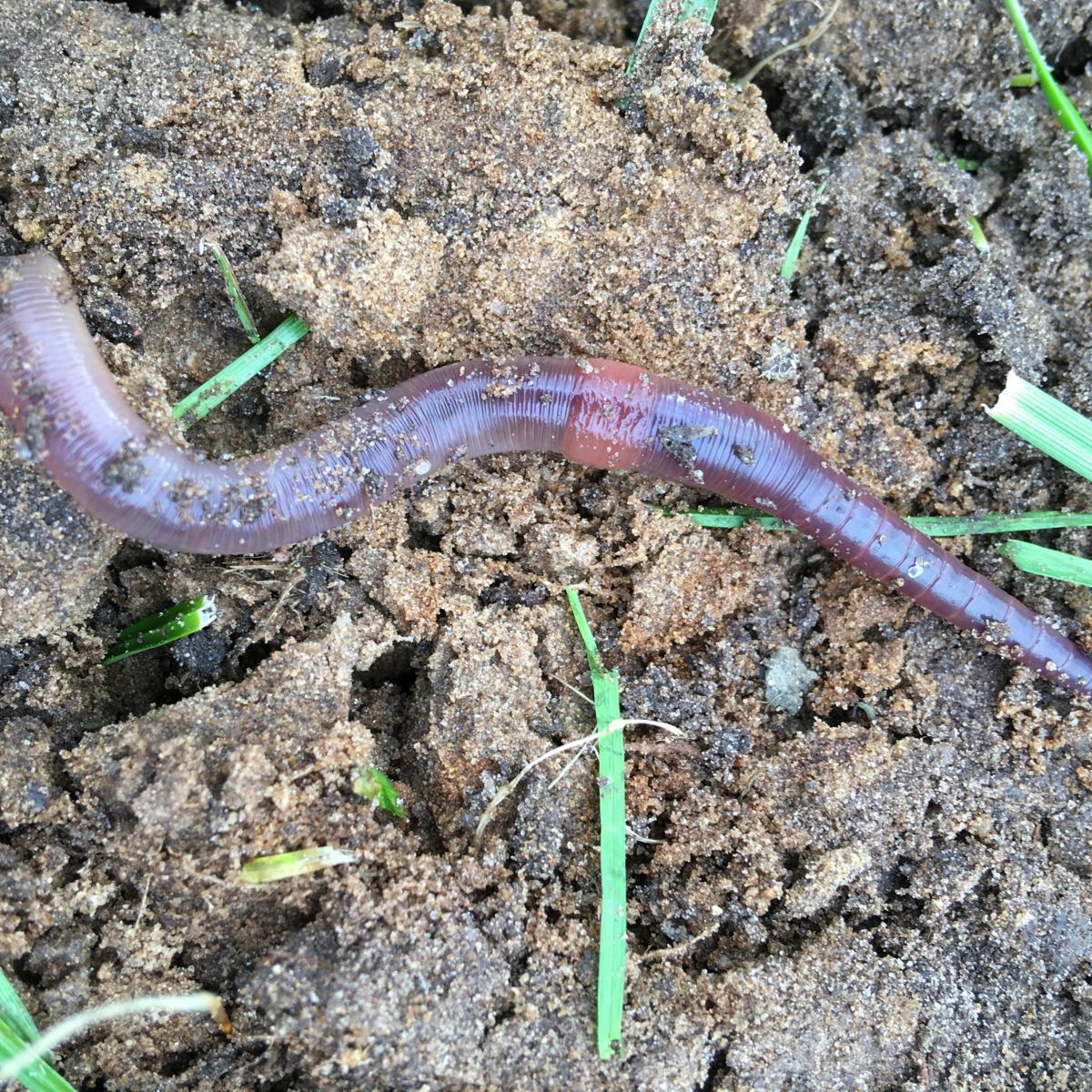 Hidden Engineers: How Earthworms Could Help Us Weather a Changing Climate