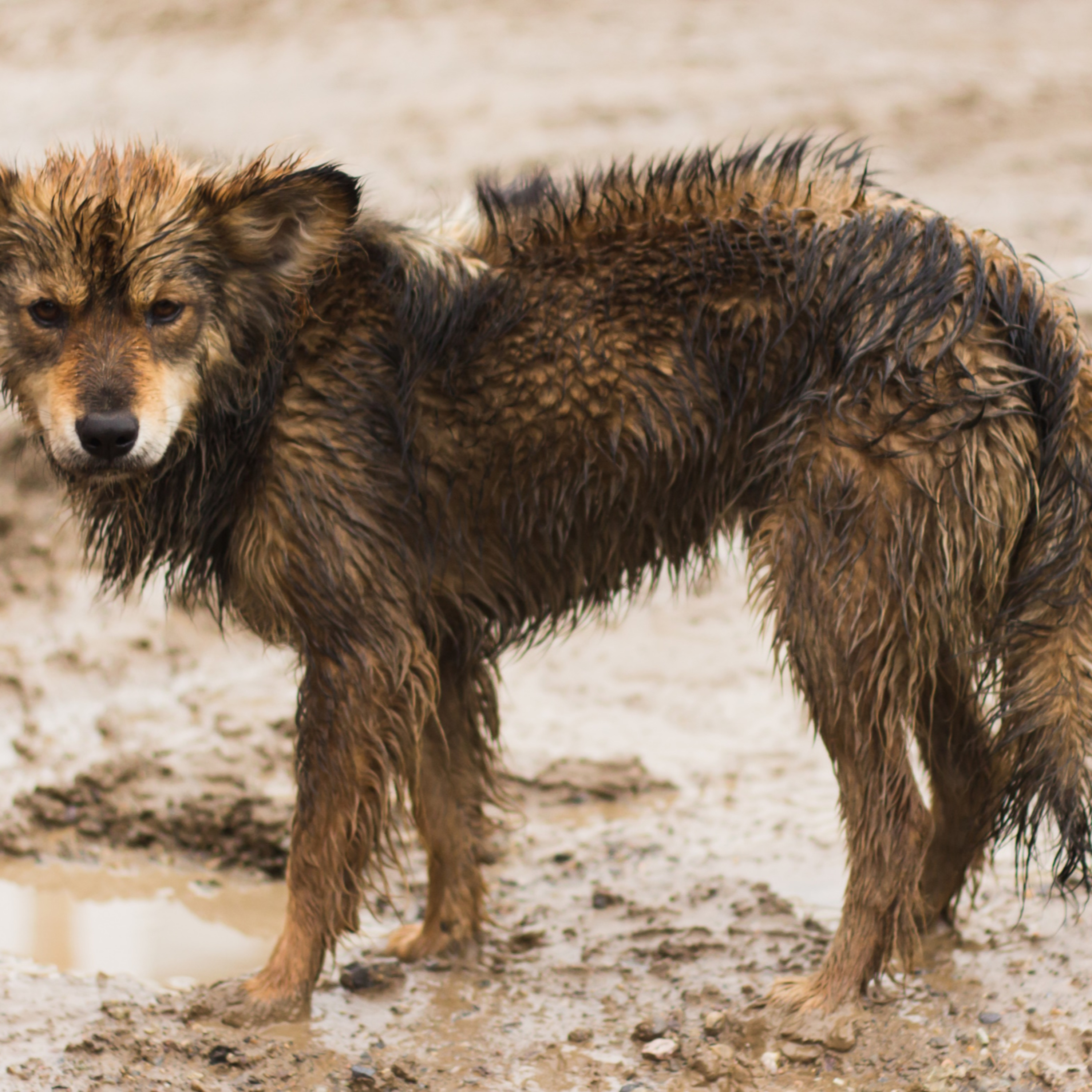 After the Storm: Protecting Companion Animals in Crisis