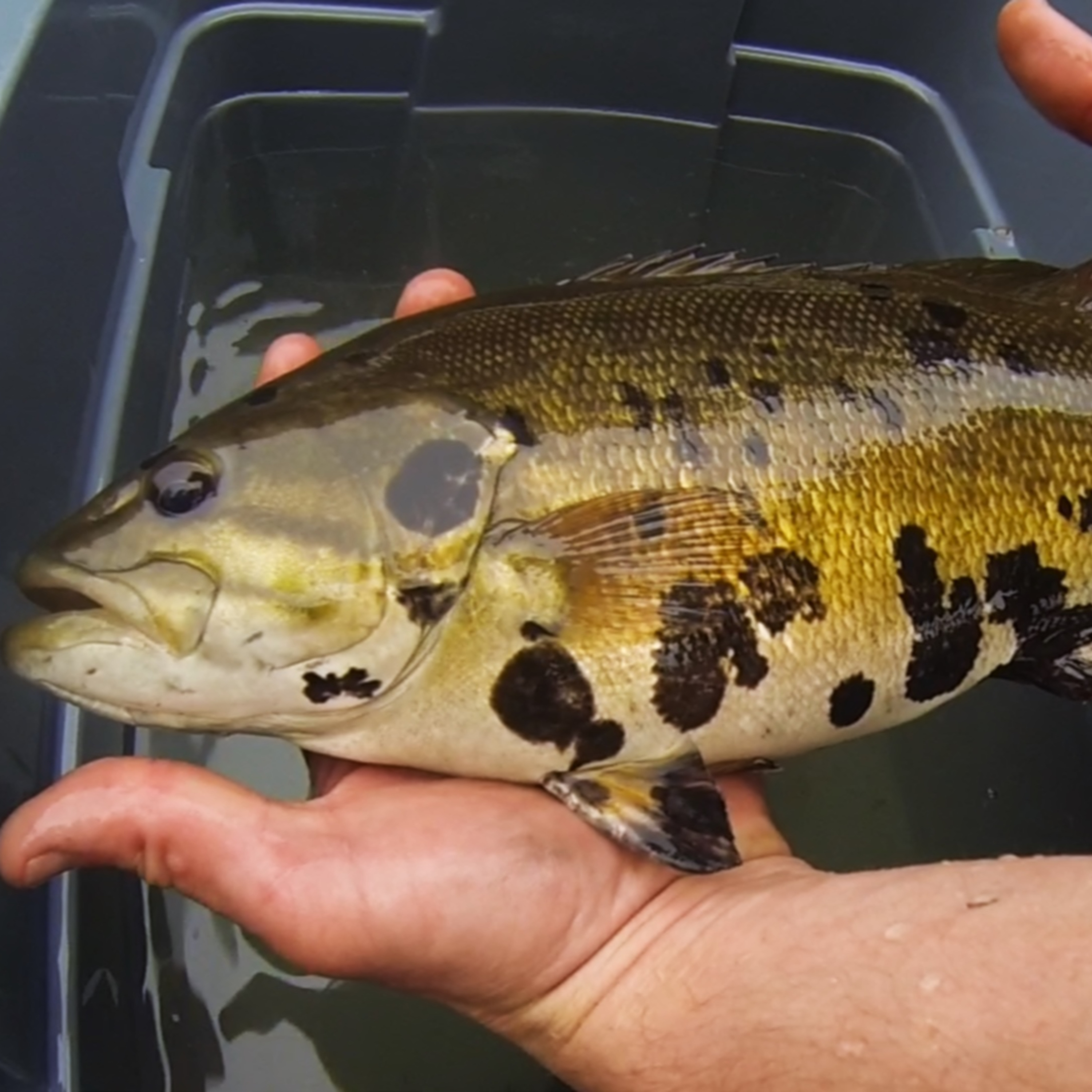 From Alewives to Bass: Discovering the Viruses Lurking in North America's Fish