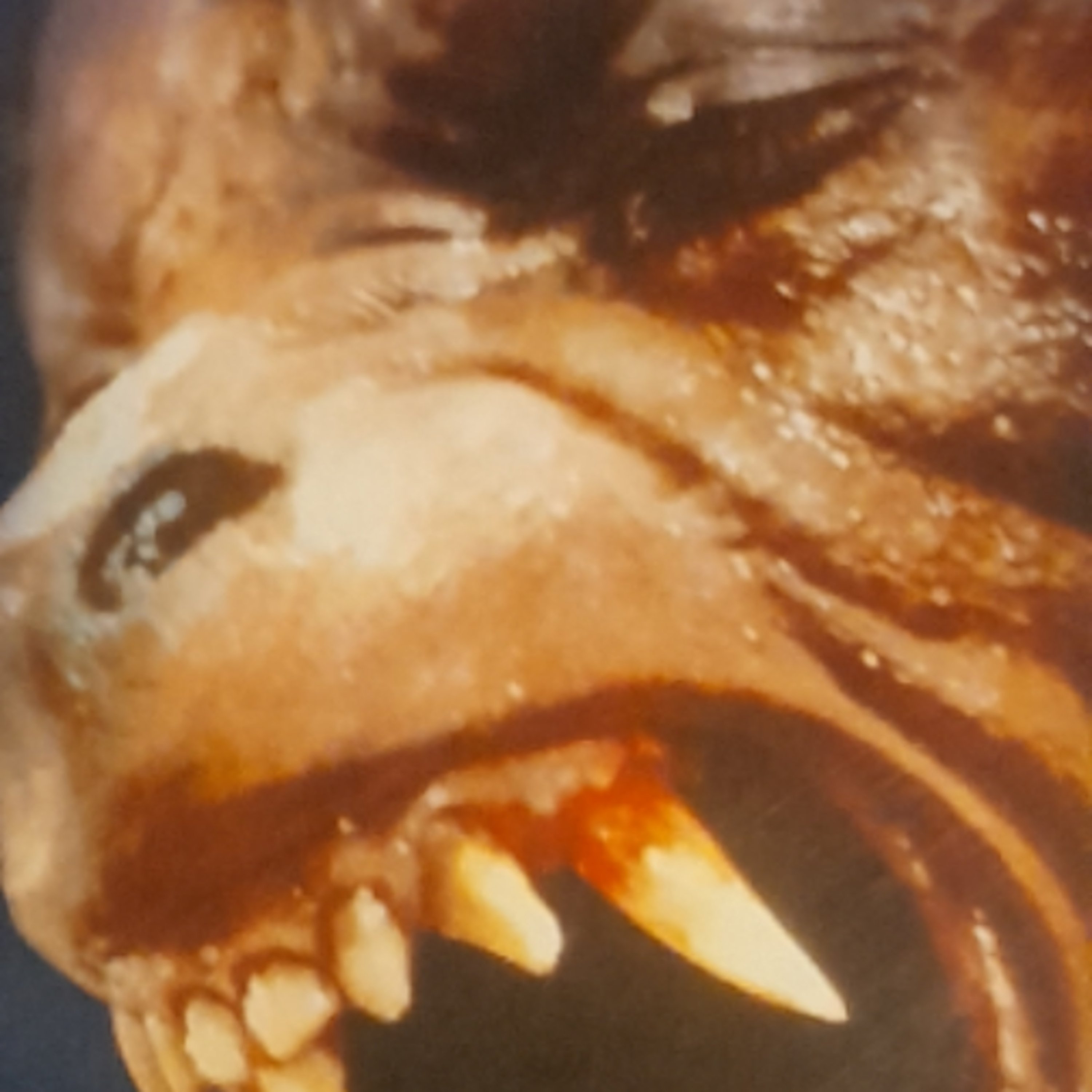 An American Werewolf In London episode artwork