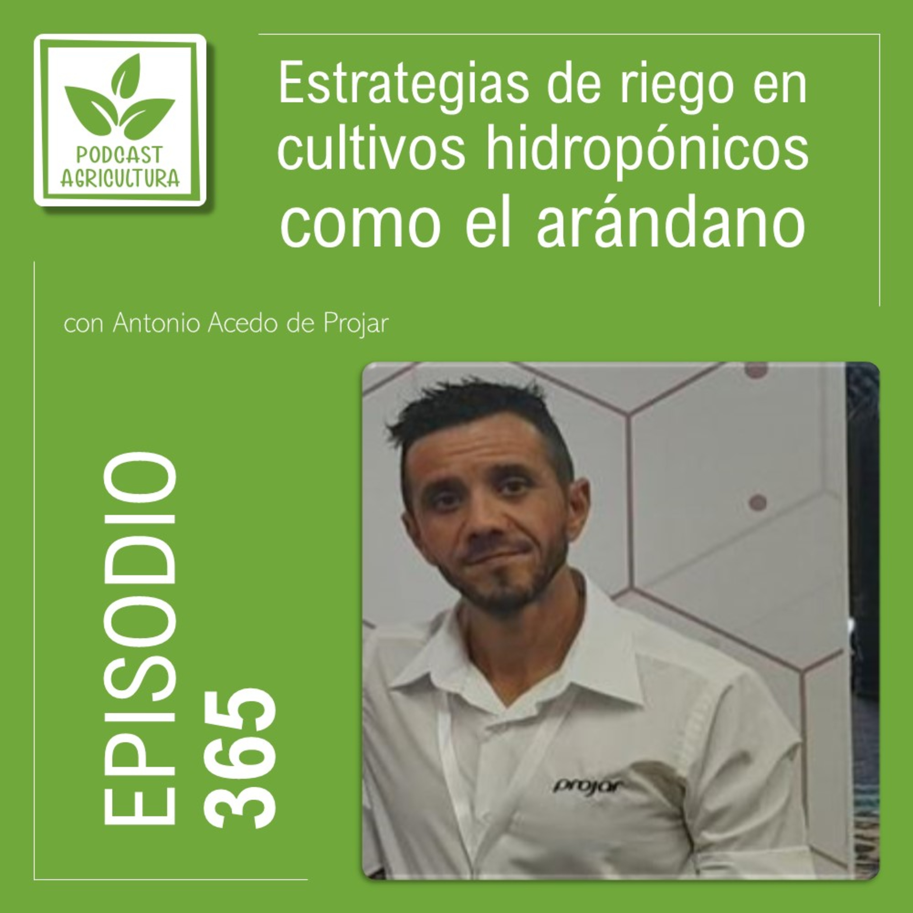 365 Estrategias de riego en cultivos hidropónicos como el arándano con Antonio Acedo