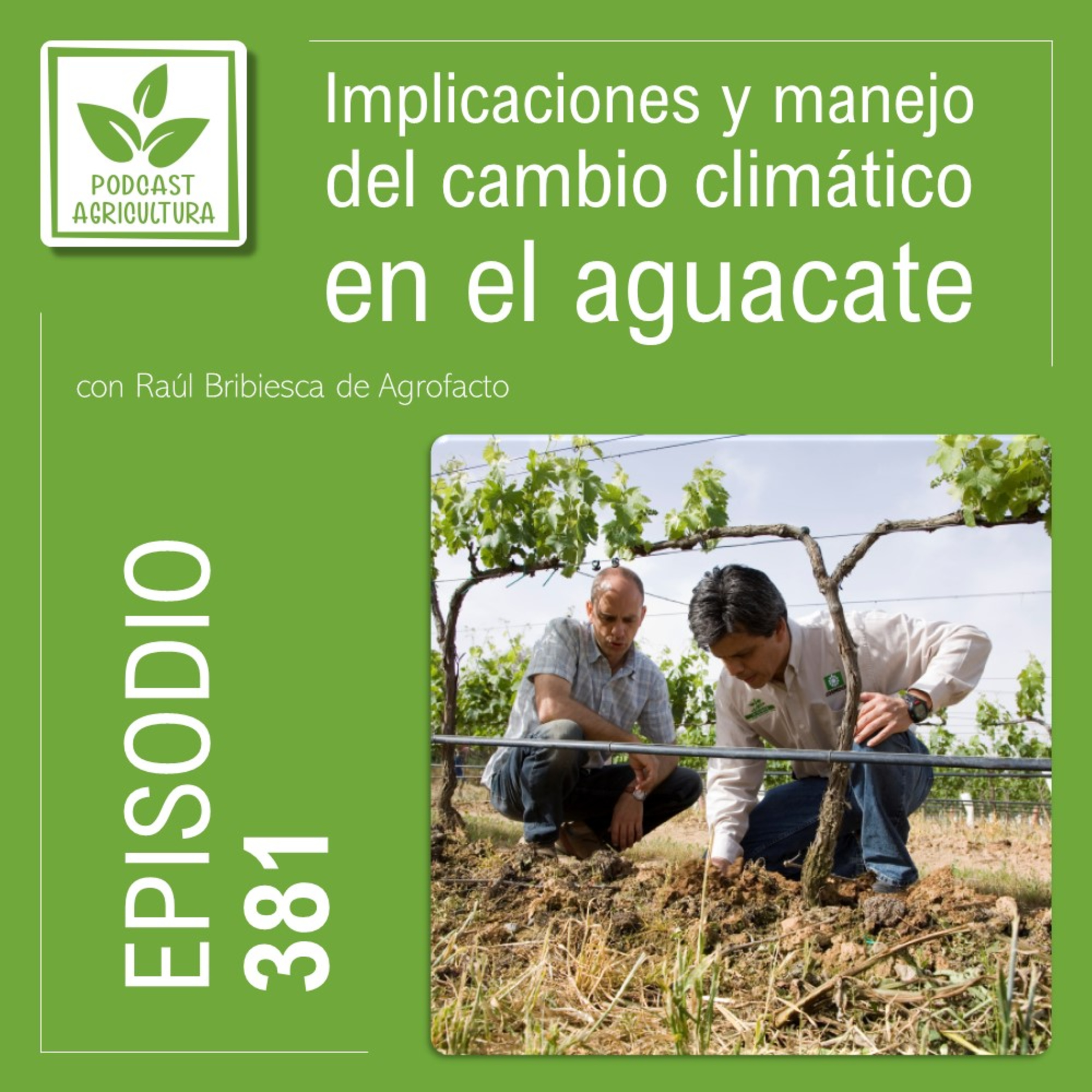 381 Implicaciones y manejo del cambio climático en el aguacate con Raúl Bribiesca