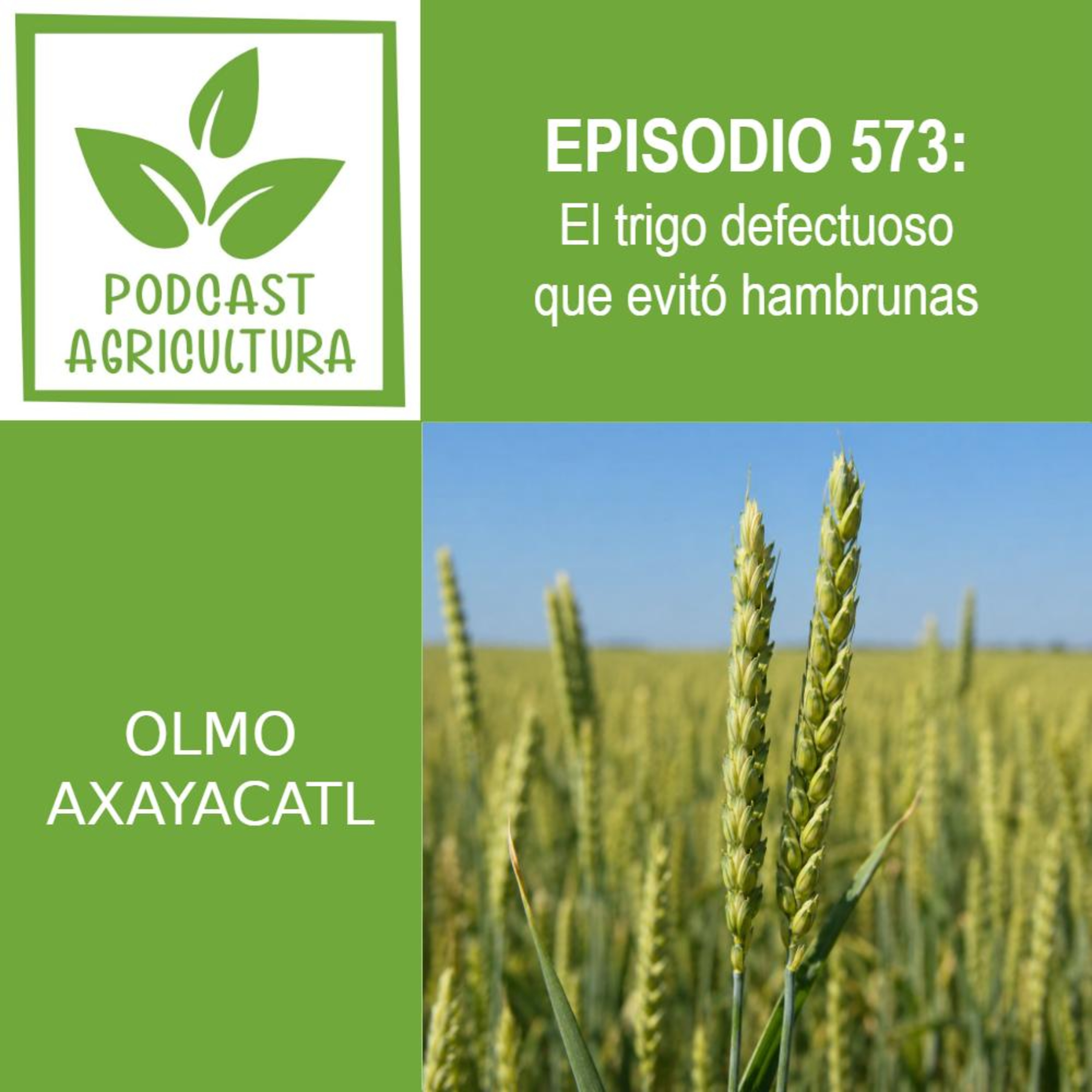 573 El trigo defectuoso que evitó hambrunas