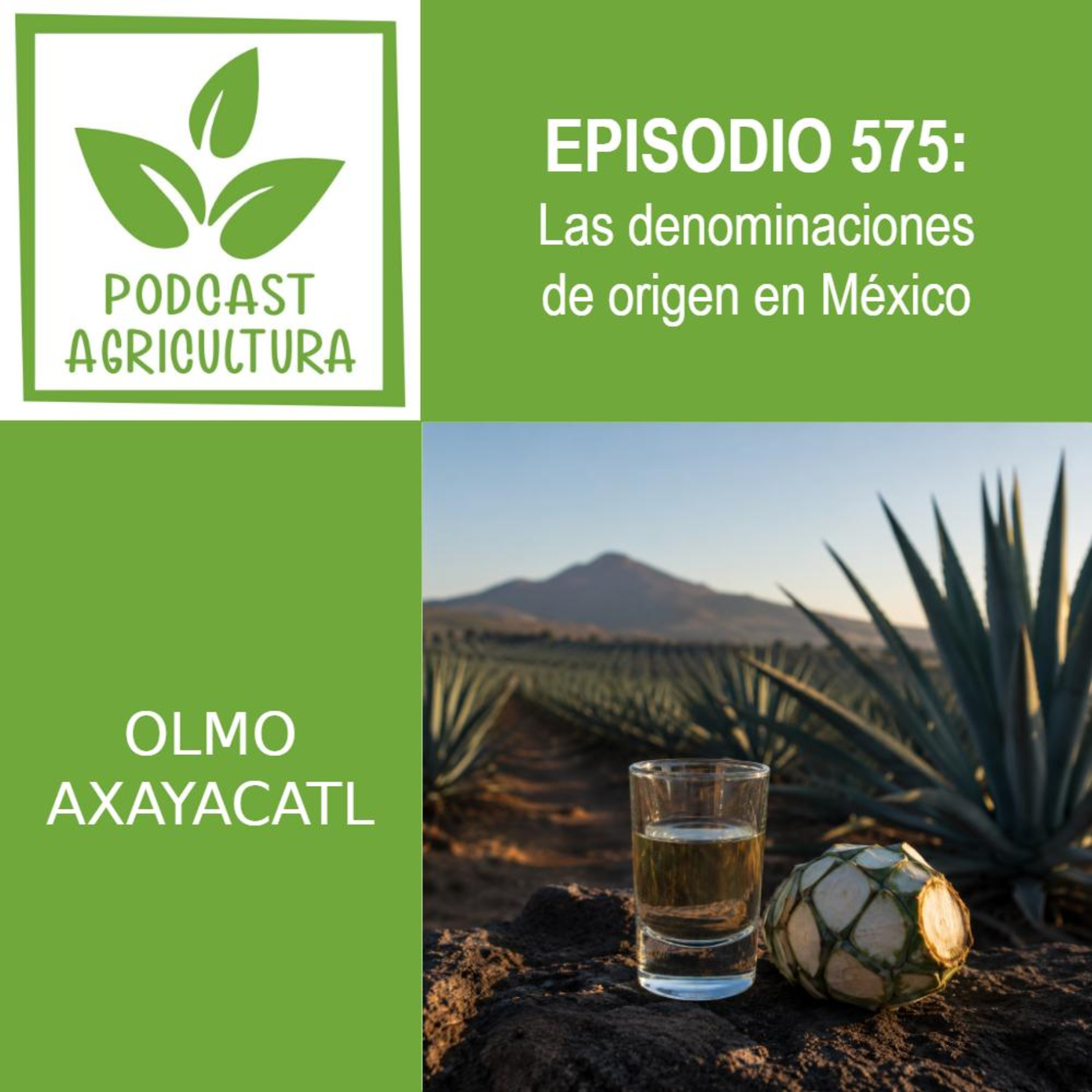 575 Las denominaciones de origen en México episode artwork