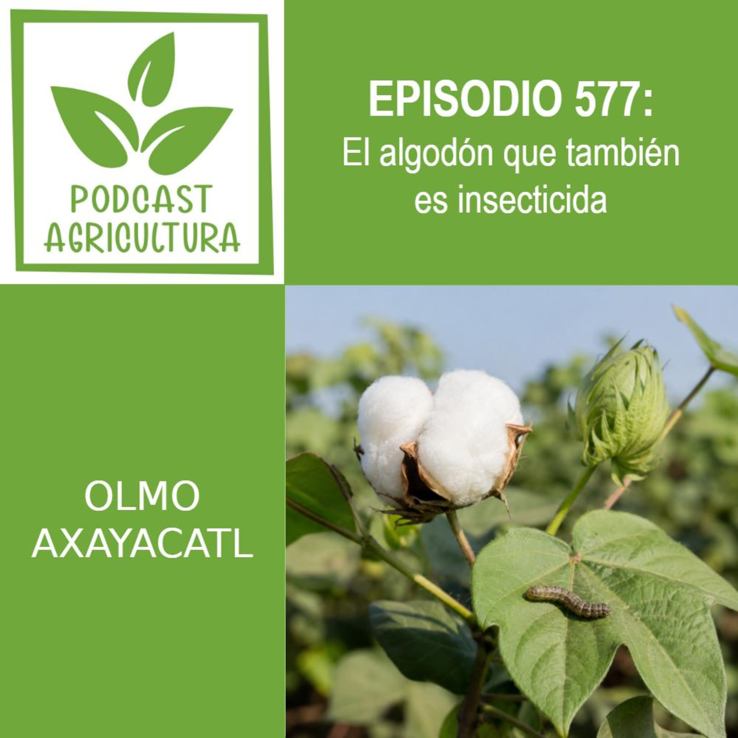 577 El algodón que también es insecticida episode artwork
