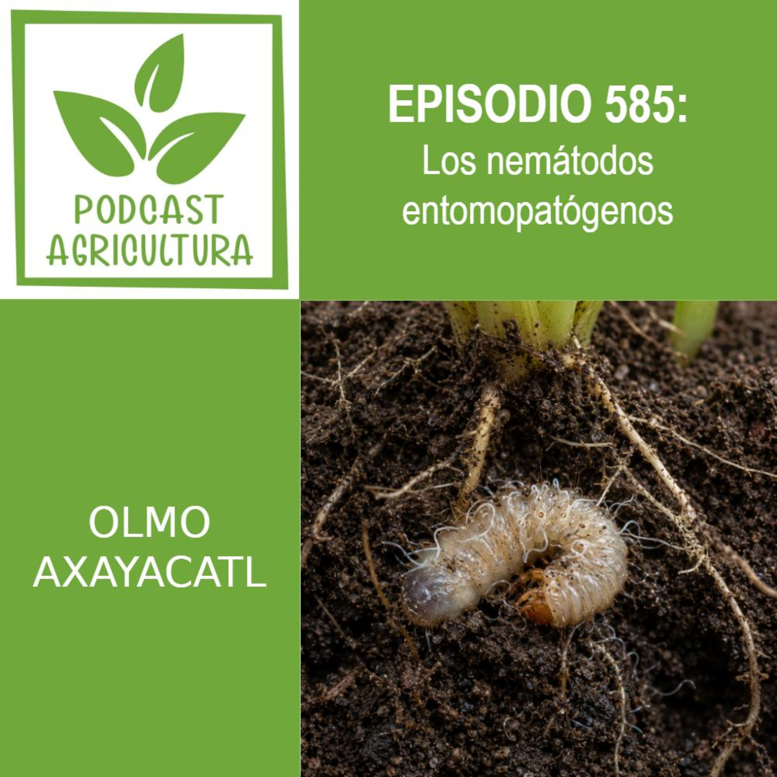 585 Los nemátodos entomopatógenos episode artwork