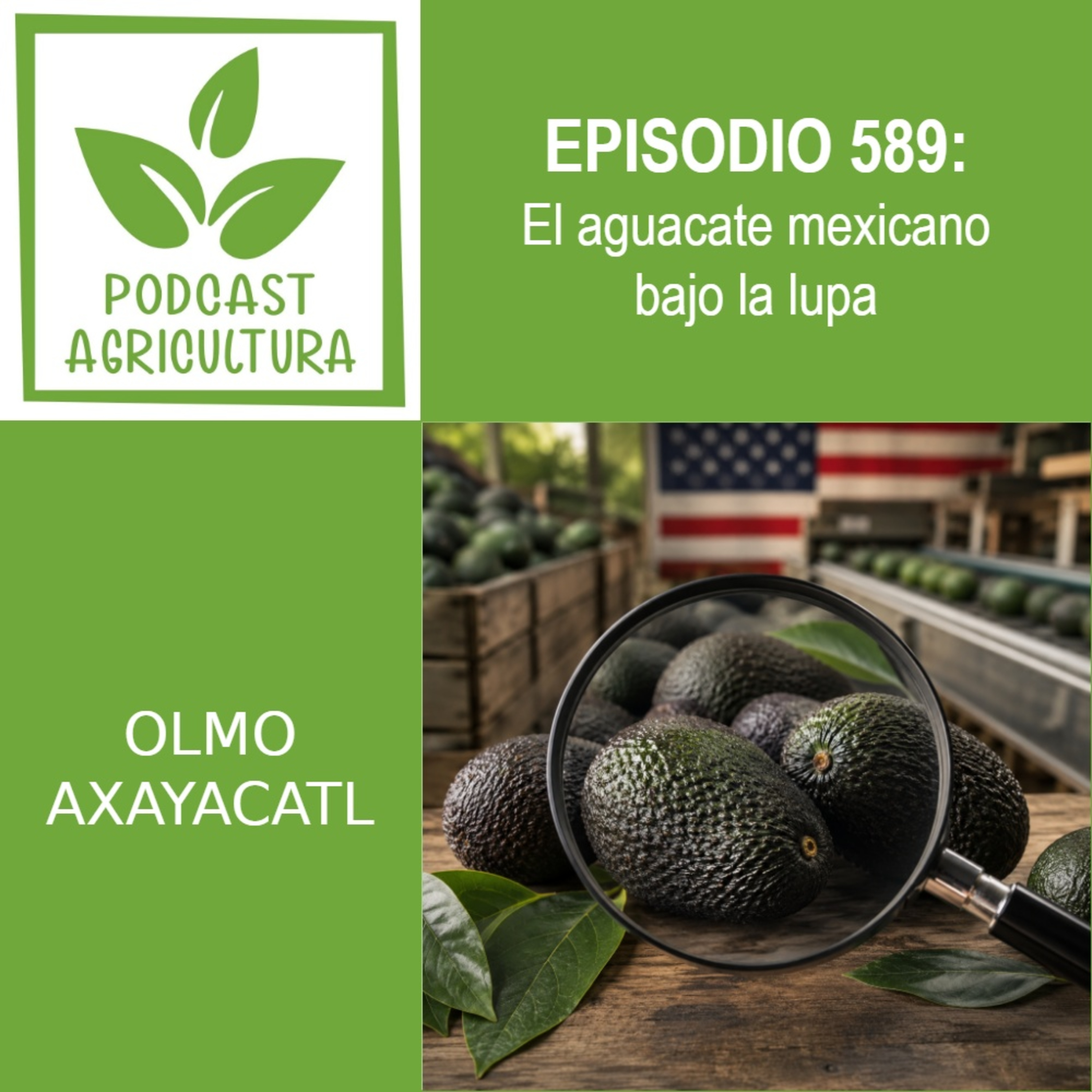 589 El aguacate mexicano bajo la lupa episode artwork