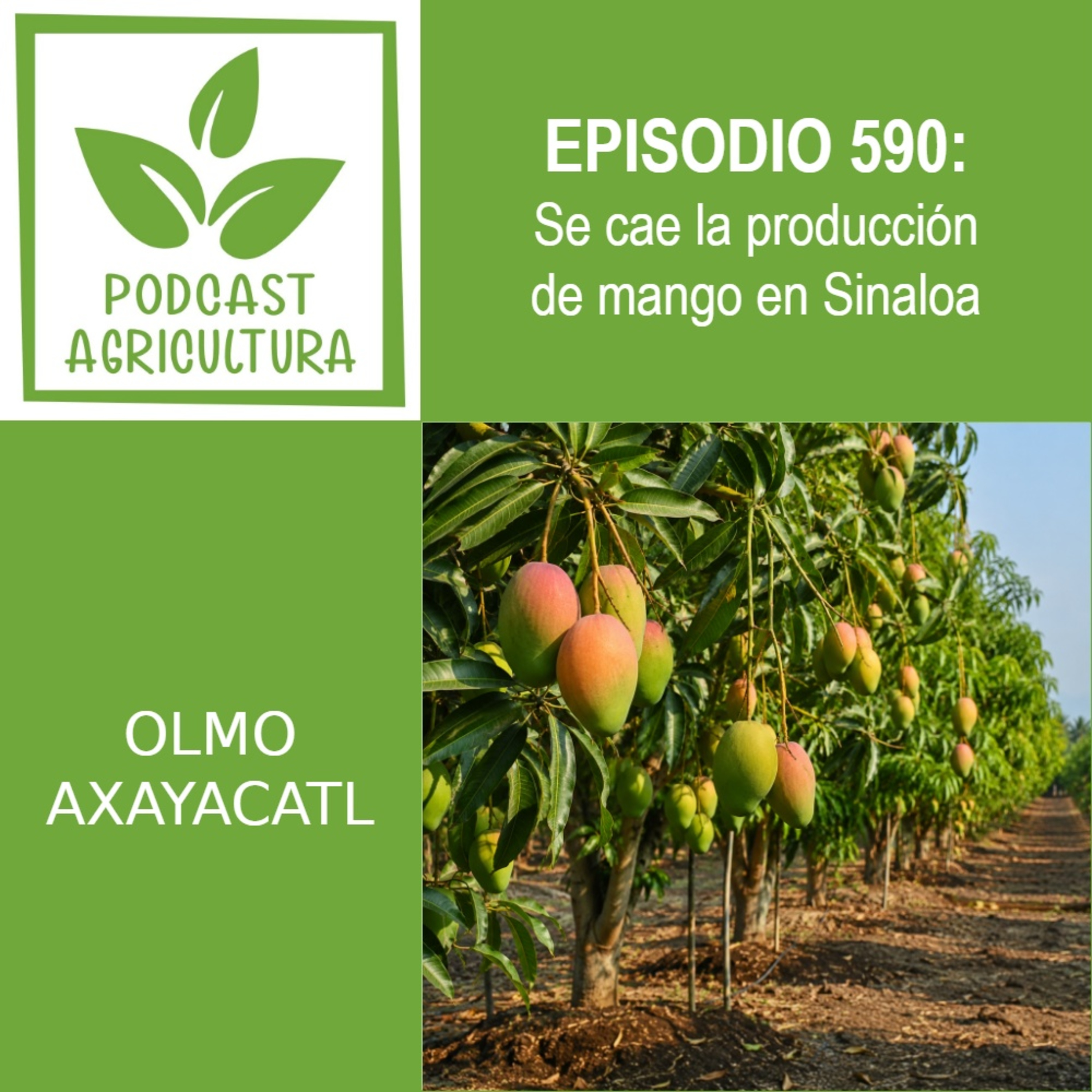 590 Se cae la producción de mango en Sinaloa episode artwork