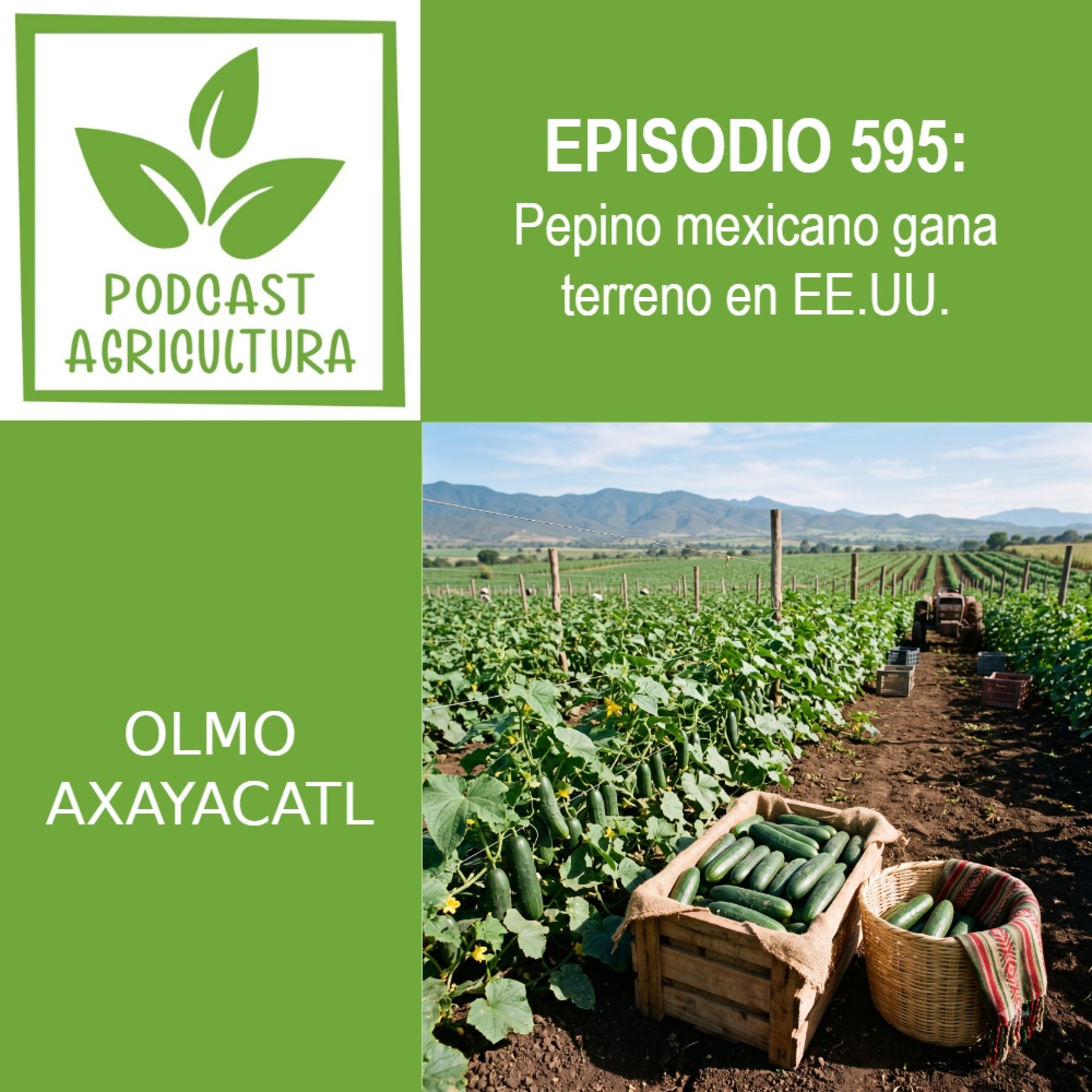 595 Pepino mexicano gana terreno en EE.UU.