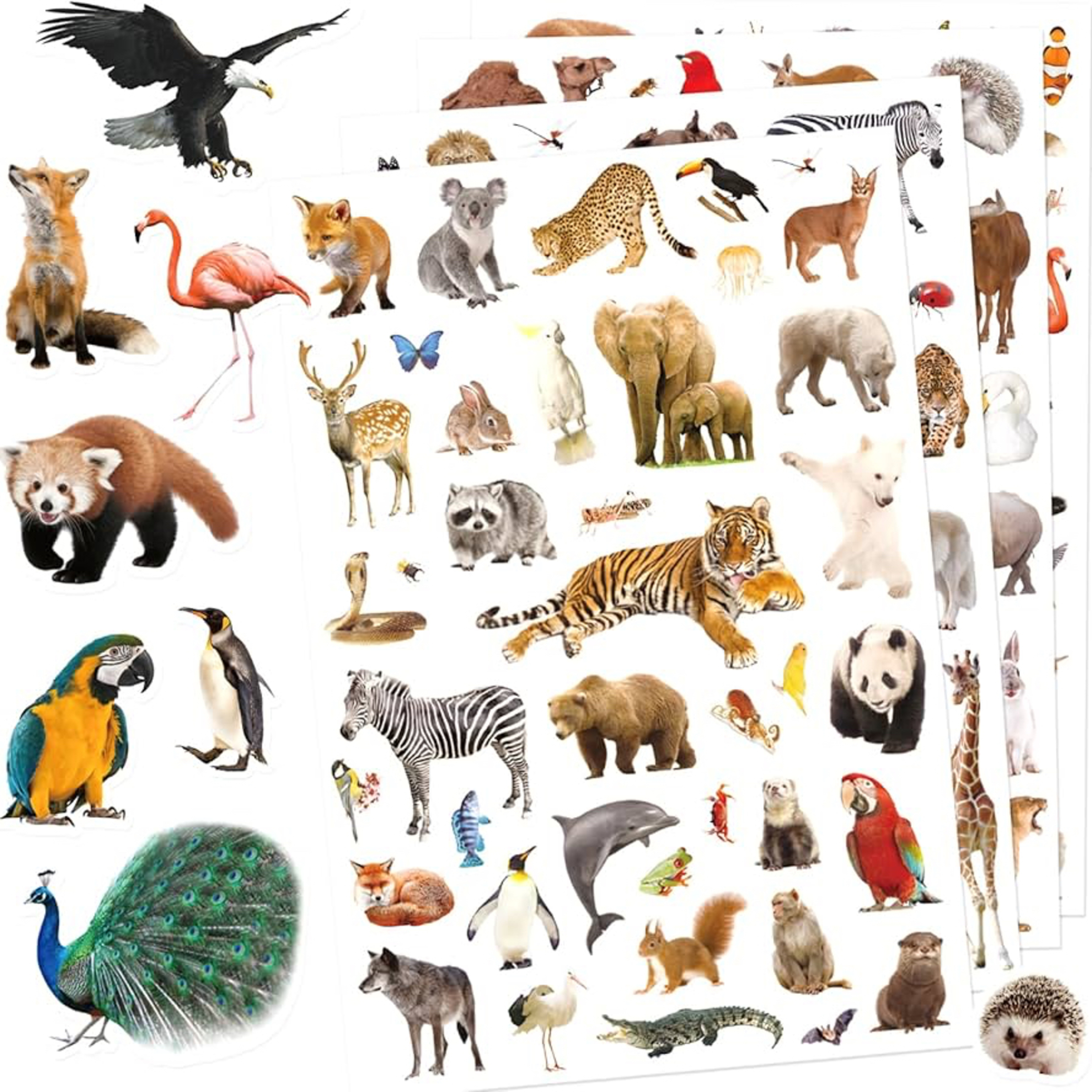 Animal Kingdom Psychic Channeling (messages from different animal collectives)  episode artwork
