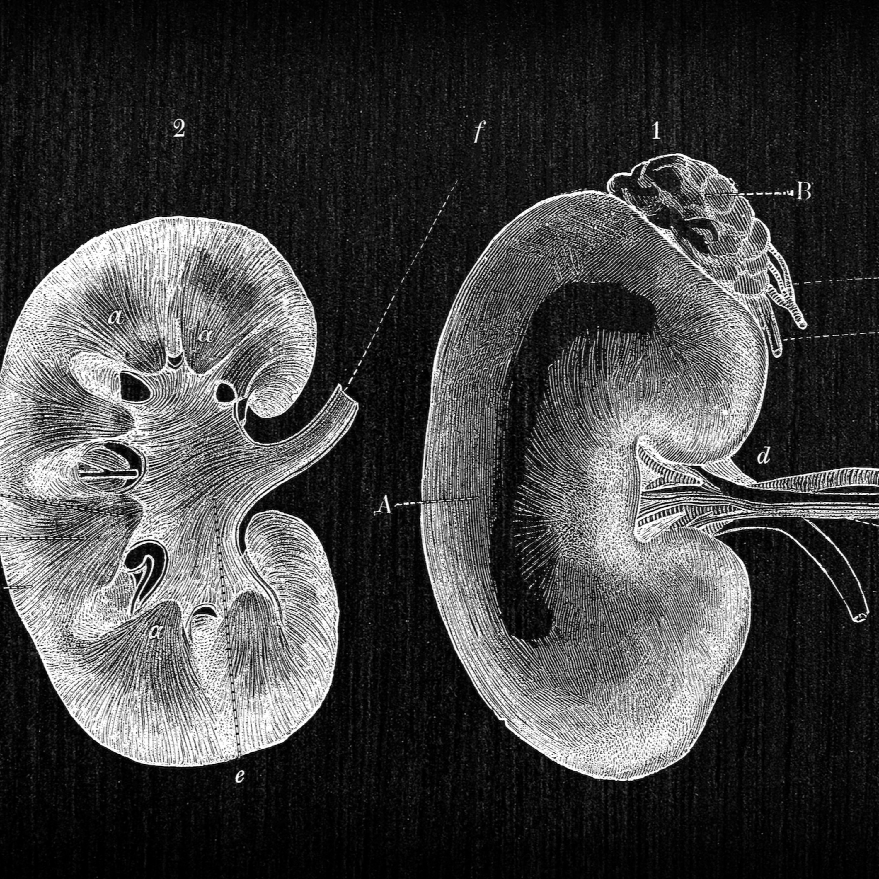 Arcturian Renal Clearing Healing Session episode artwork