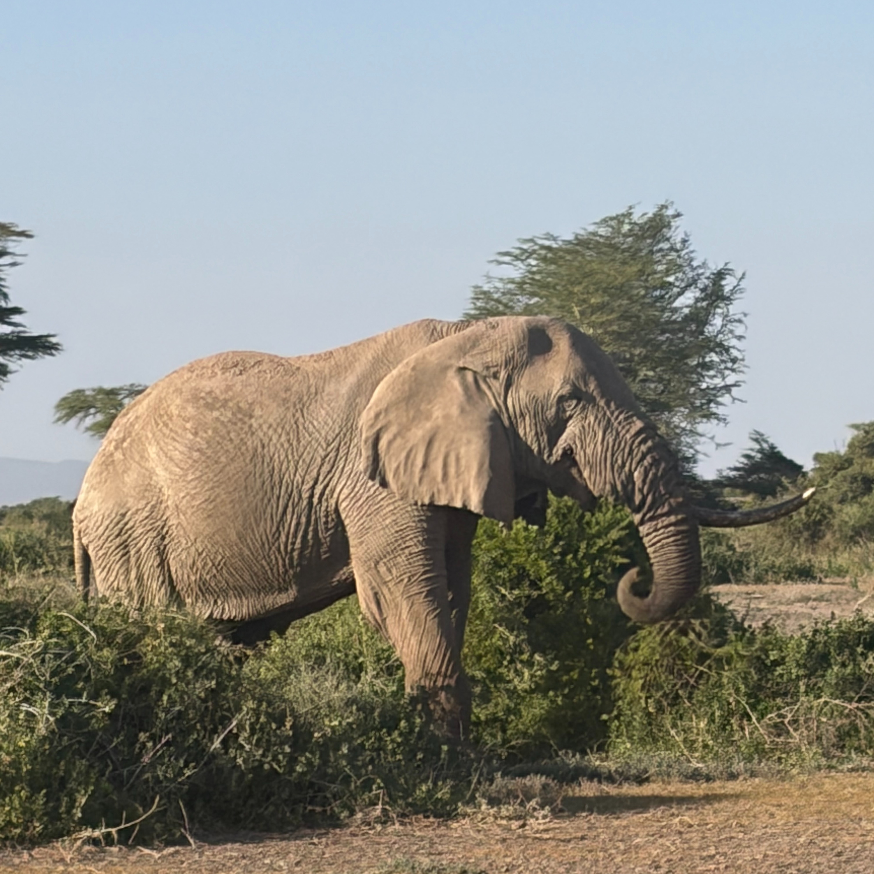 Arcturian Healing Method Podcast