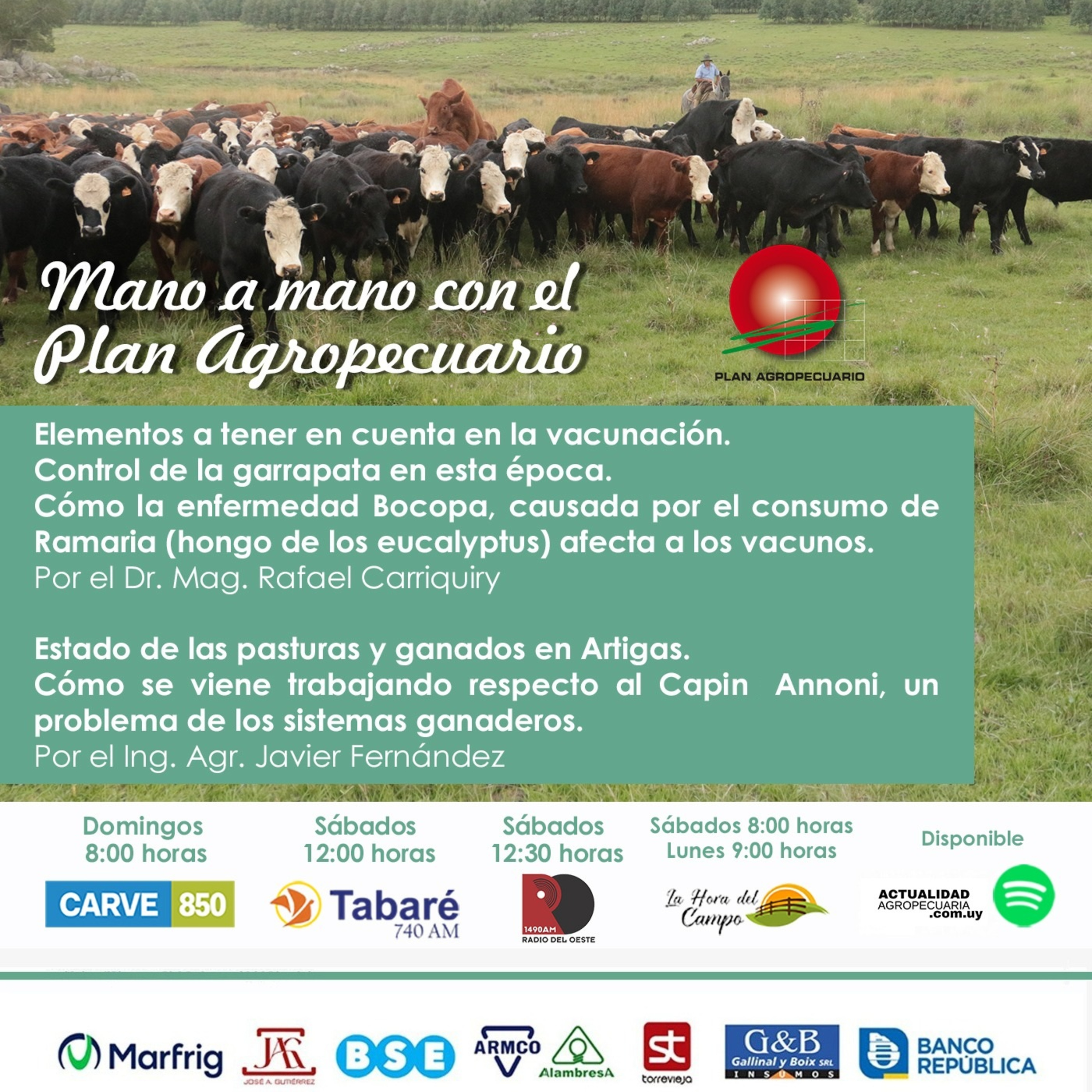 Vacunación. Garrapata. Enfermedad Bocopa. Pasturas y ganados en Artigas. Capin Annoni