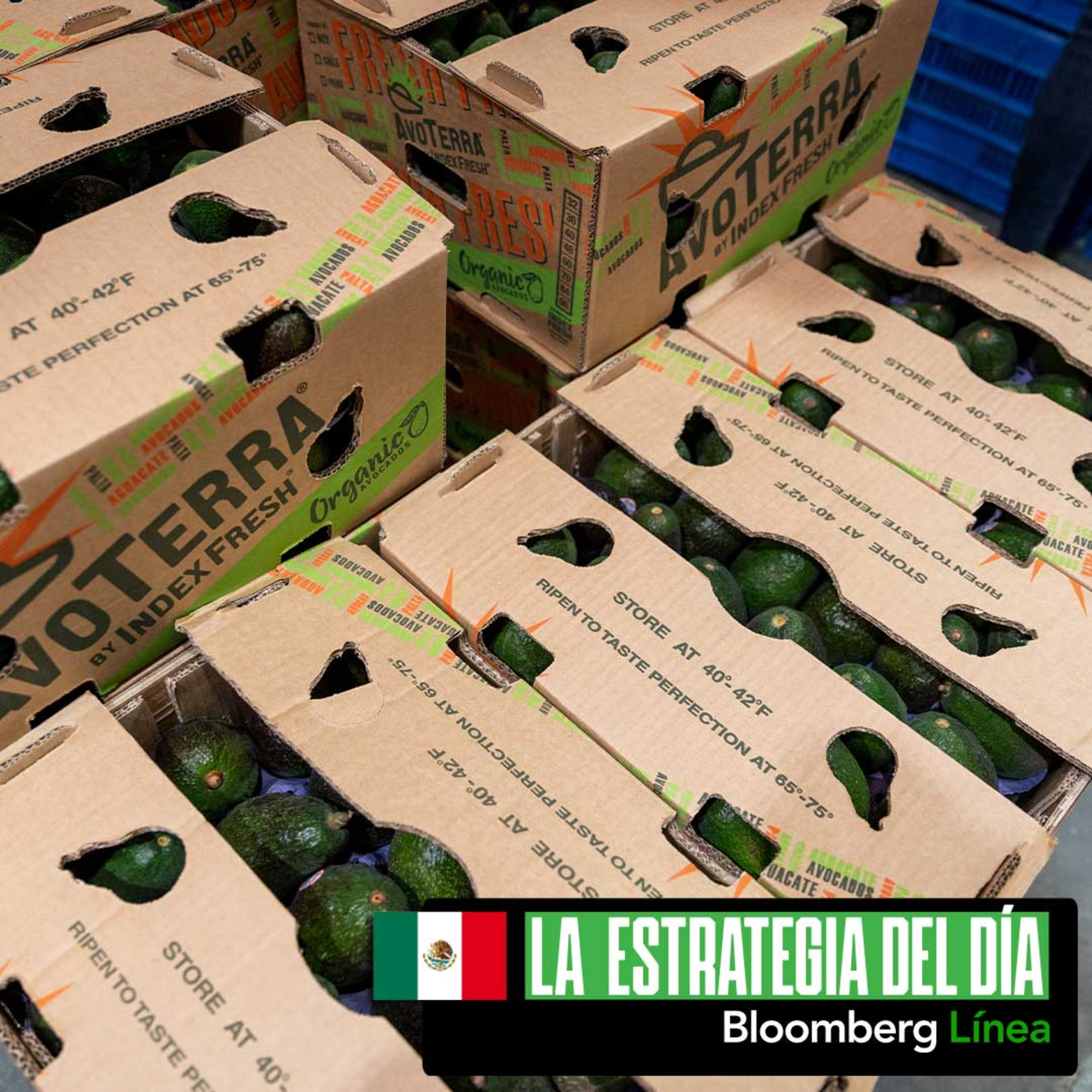 Aguacates de Michoacán, la nueva Fibra de CFE, Binance y el Papa León XIV