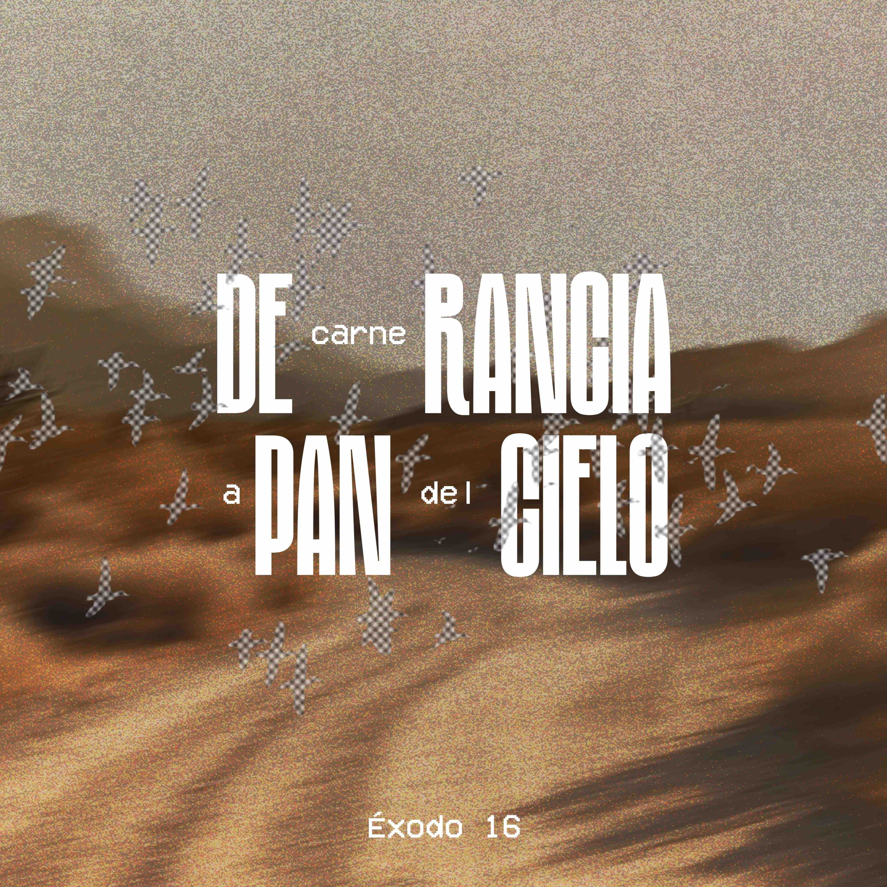De carne rancia a pan del cielo - Éxodo 16