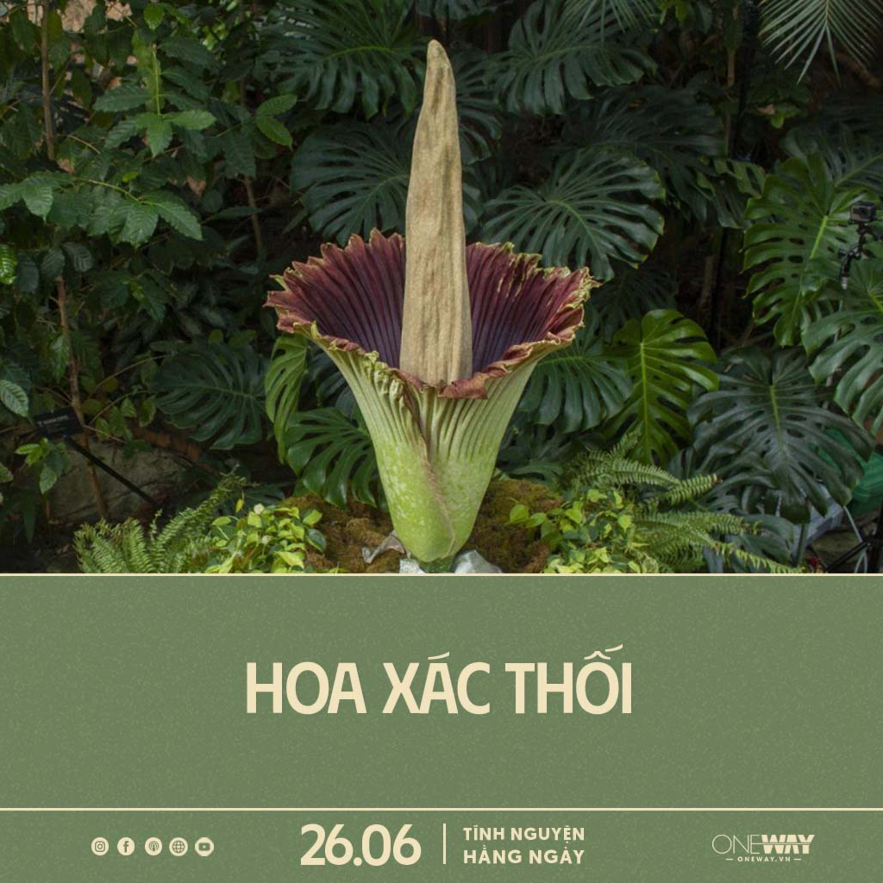 HOA XÁC THỐI | Tĩnh Nguyện Hằng Ngày 26/06/2024 episode artwork