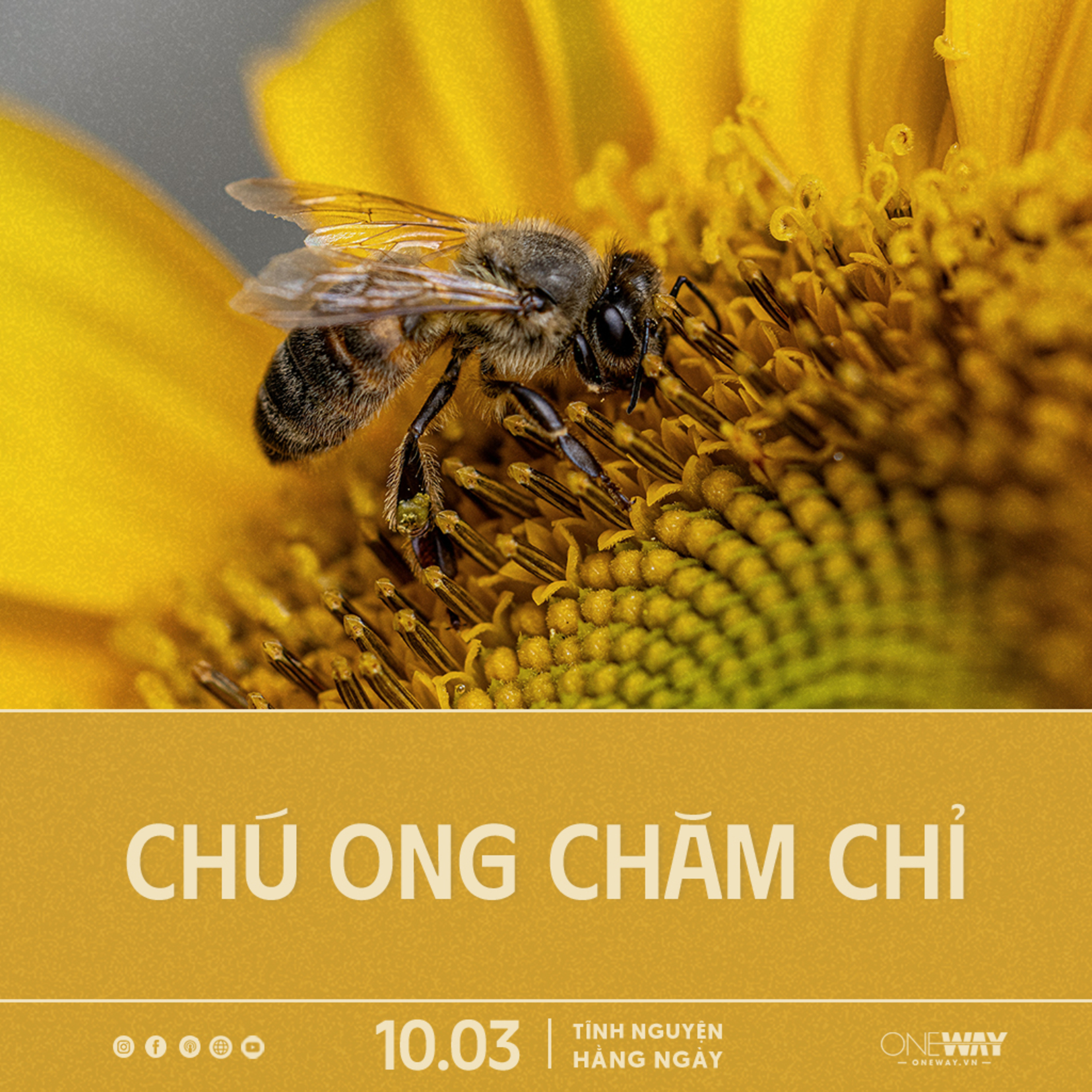 CHÚ ONG CHĂM CHỈ | Tĩnh Nguyện Hằng Ngày 10/03/2025 episode artwork