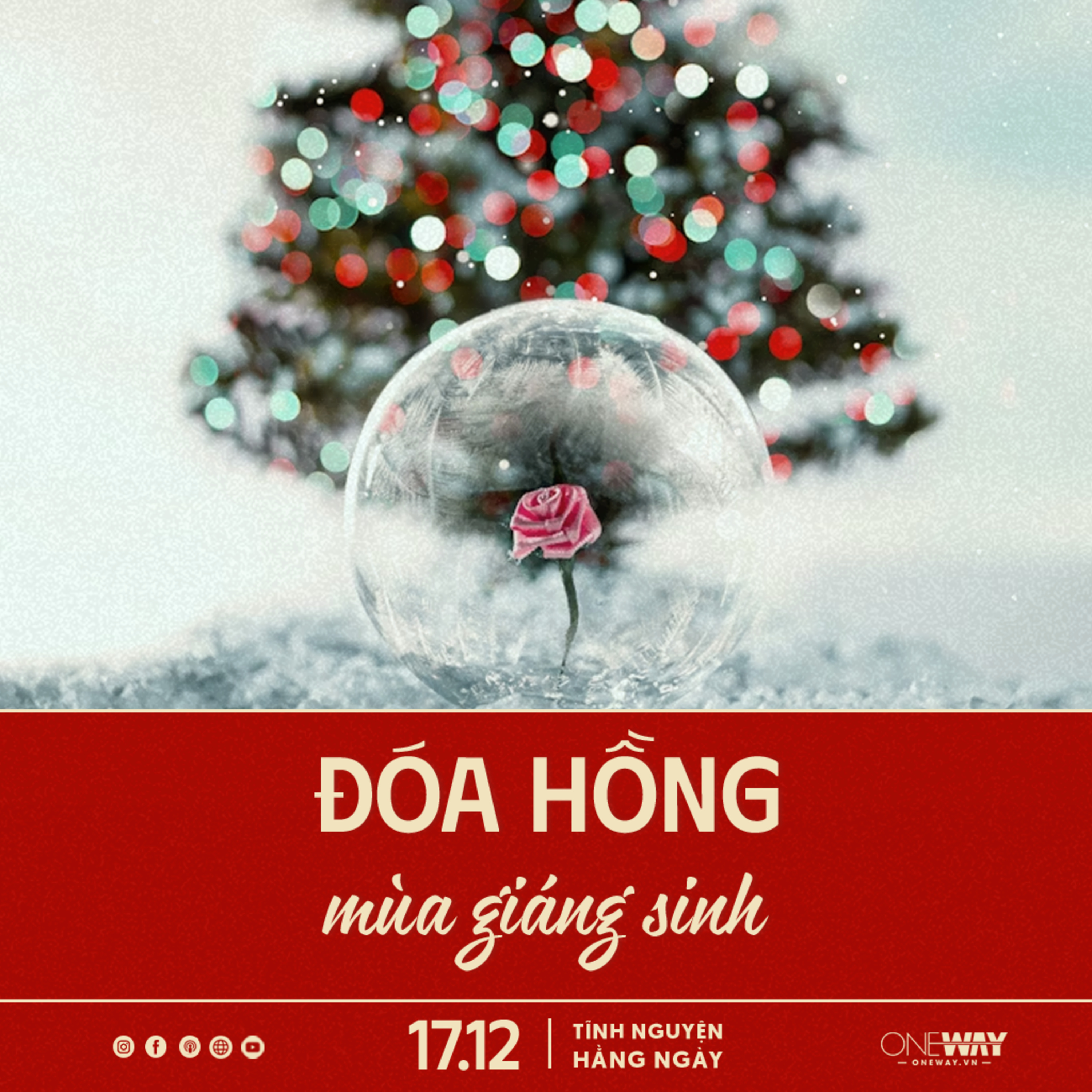 ĐÓA HỒNG MÙA GIÁNG SINH | Tĩnh Nguyện Hằng Ngày 17/12/2025 episode artwork