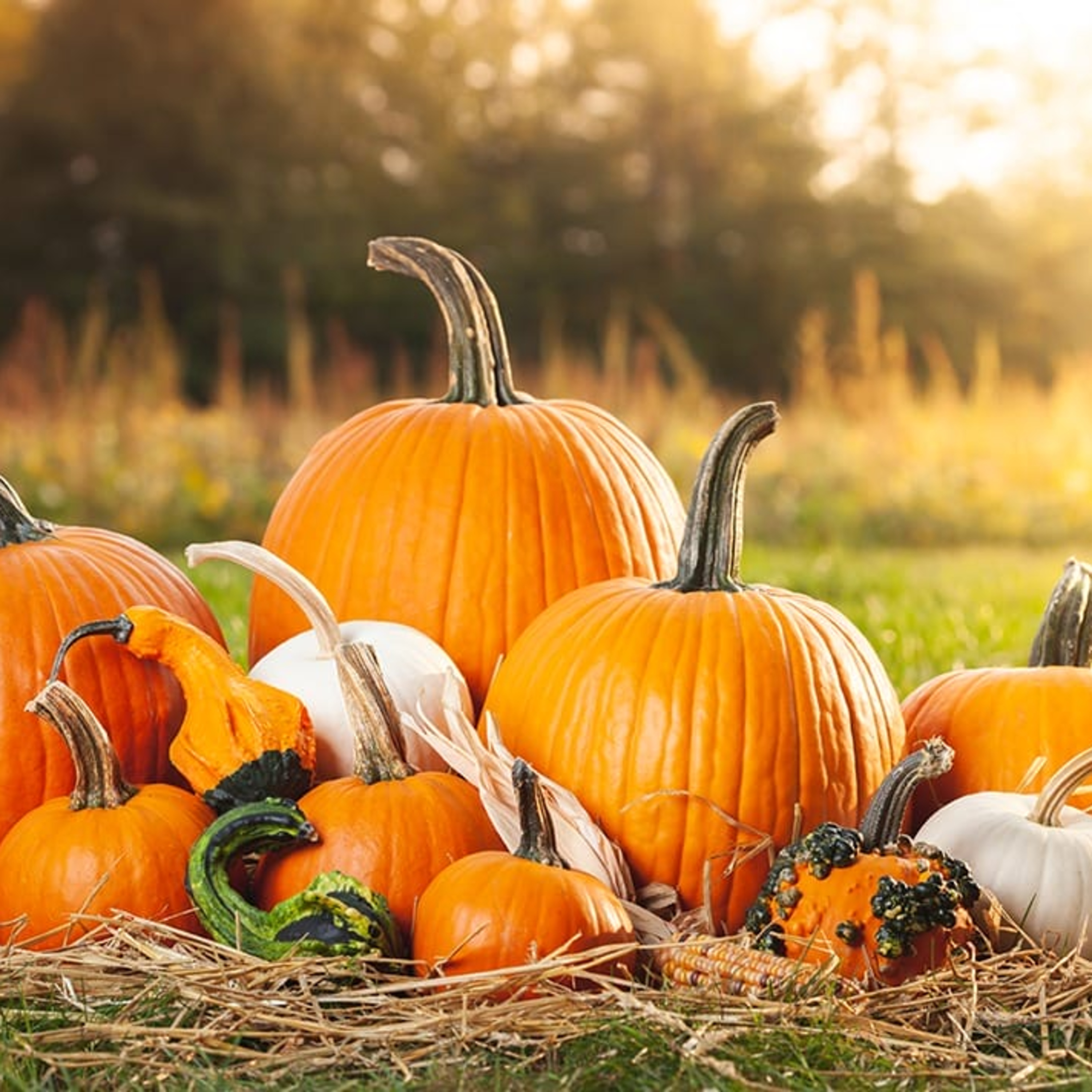 Audio Article: The Amazing Oral Health Benefits of Pumpkins