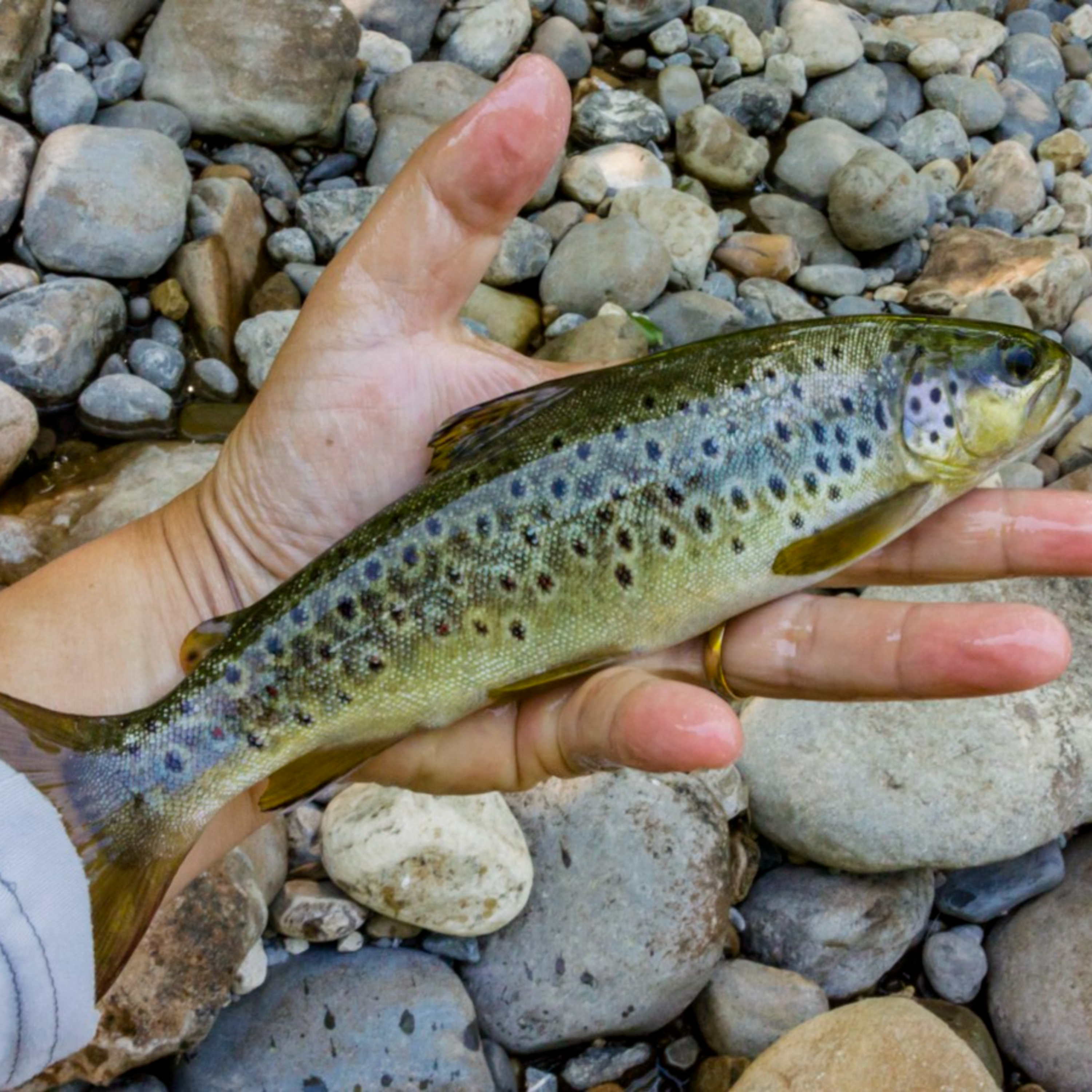 Rio de la Vida Pesca