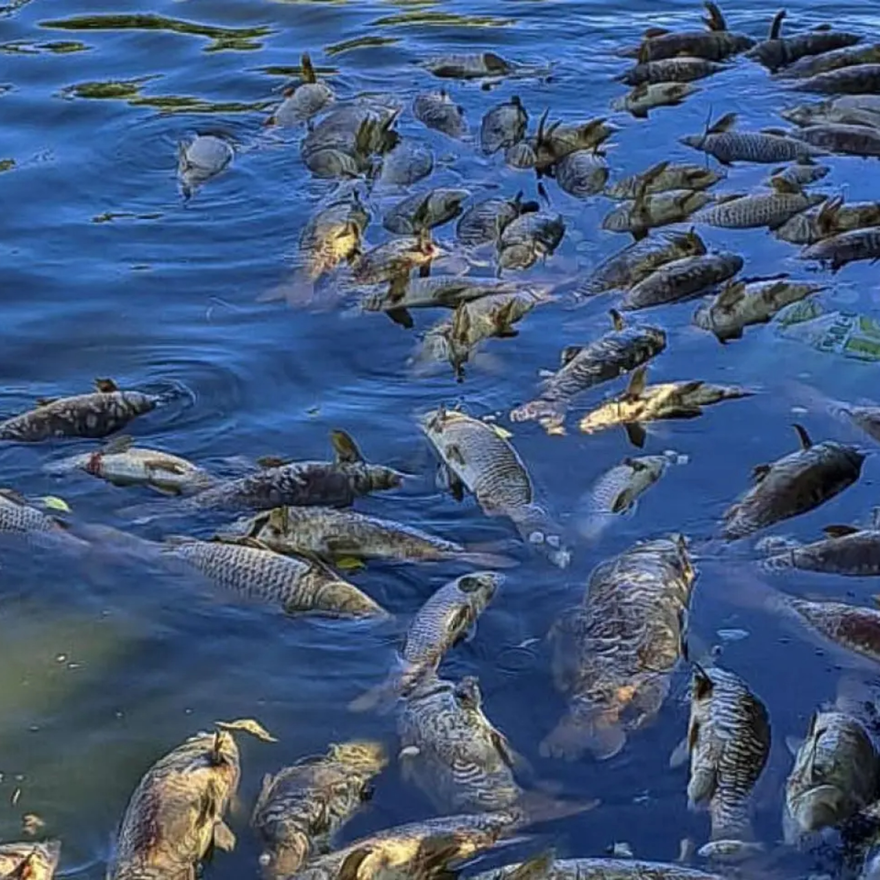 Rio de la Vida Pesca