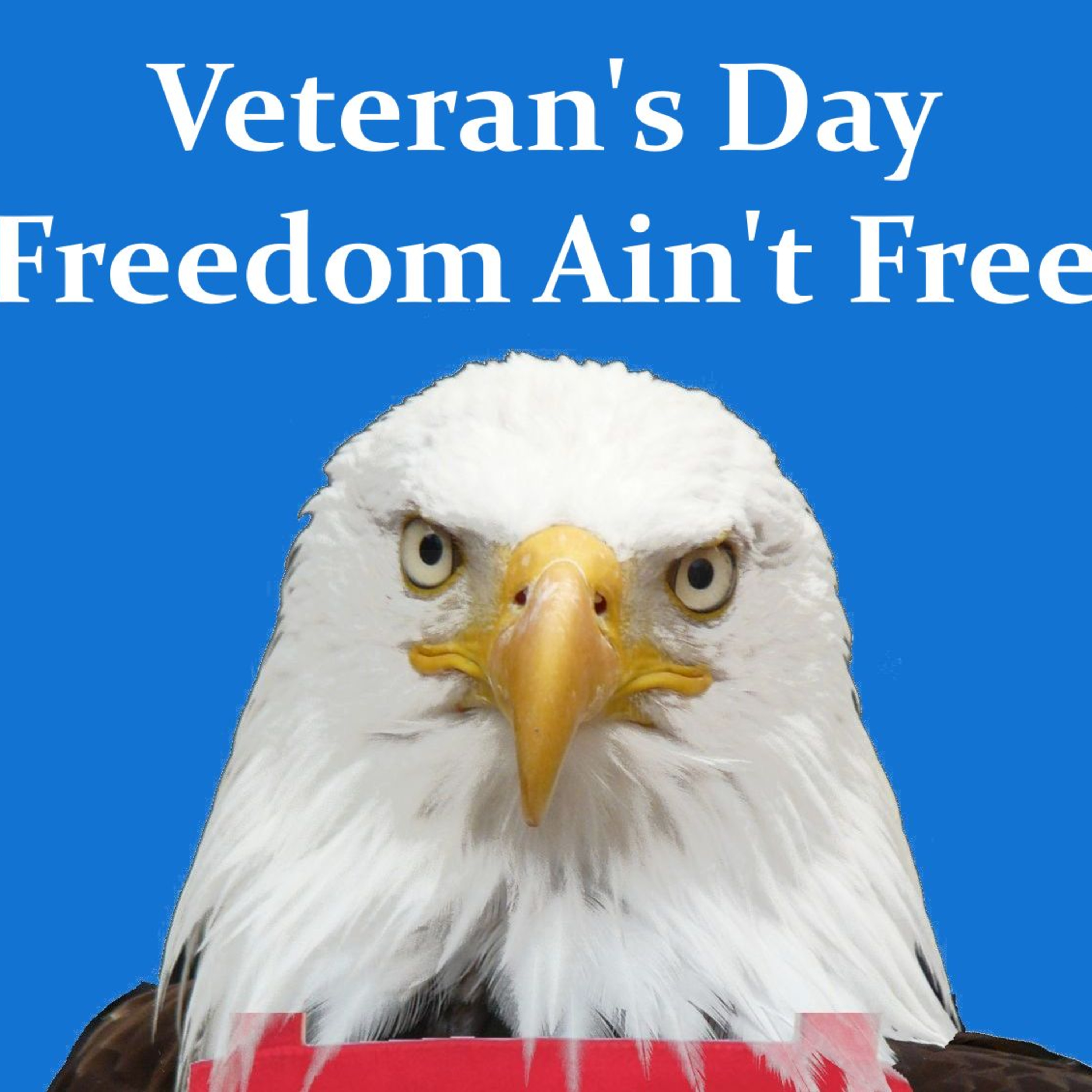 Veteran's Day: Freedom Ain't Free episode artwork