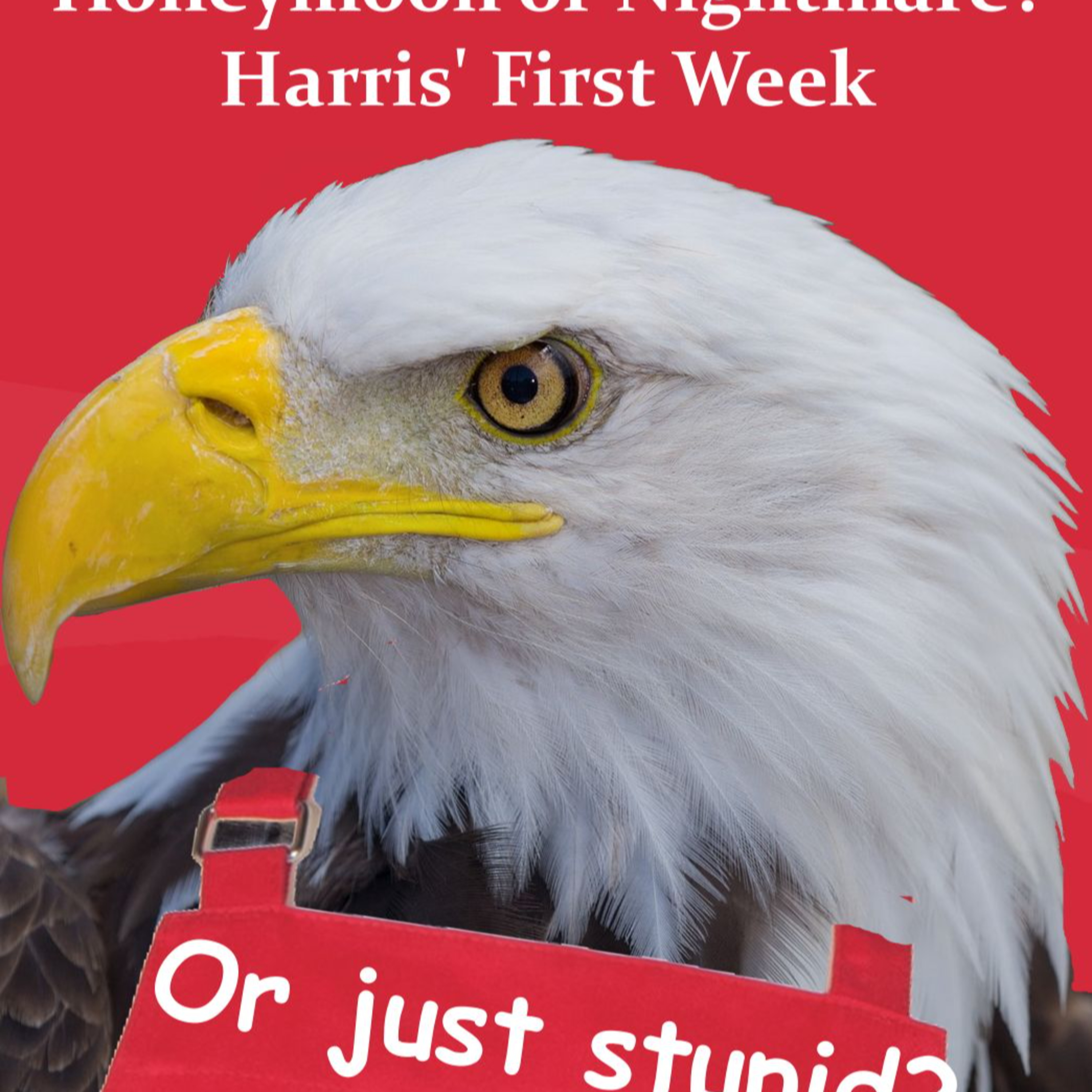 Honeymoon or Nightmare? Harris' First Week as Candidate  episode artwork