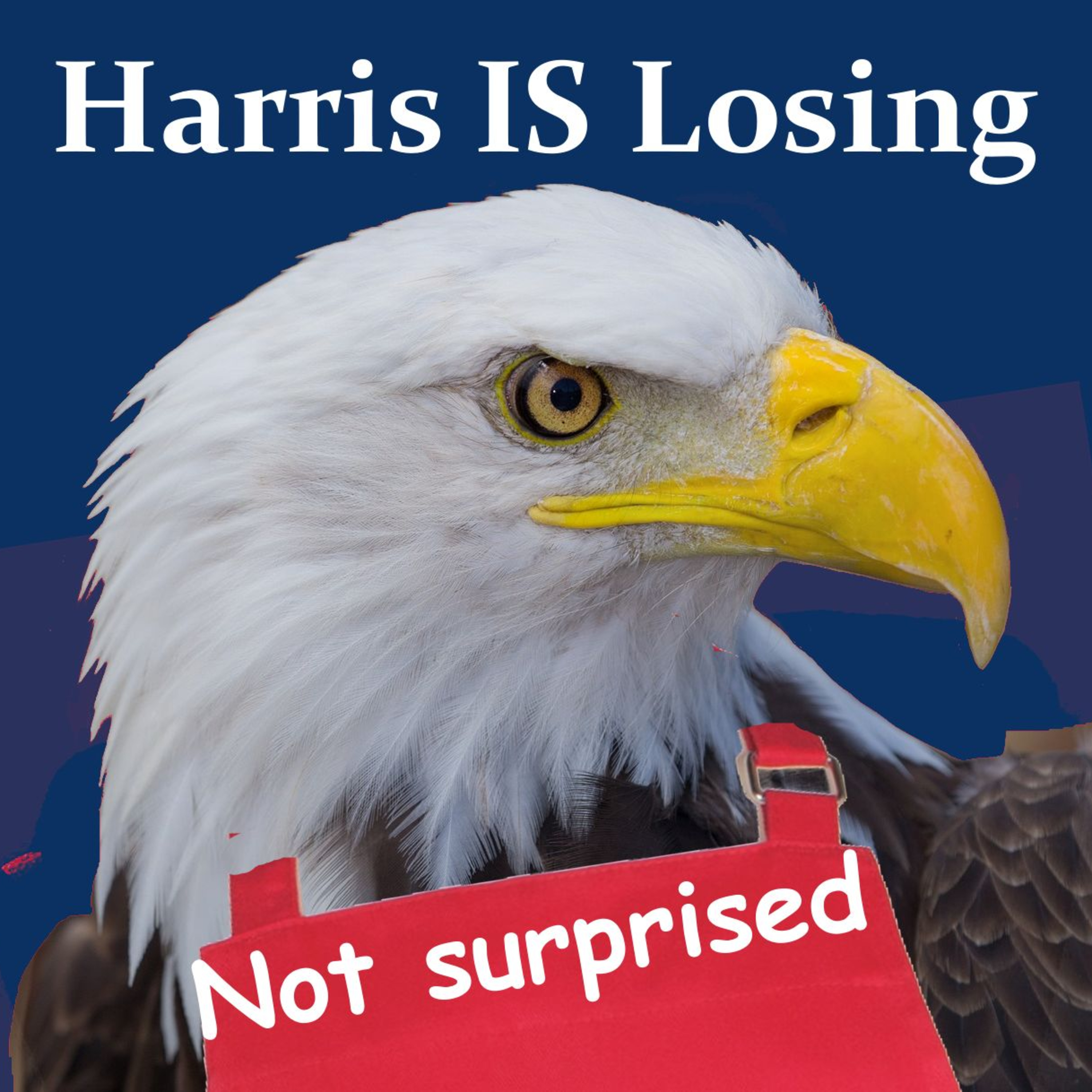 Harris IS Losing episode artwork