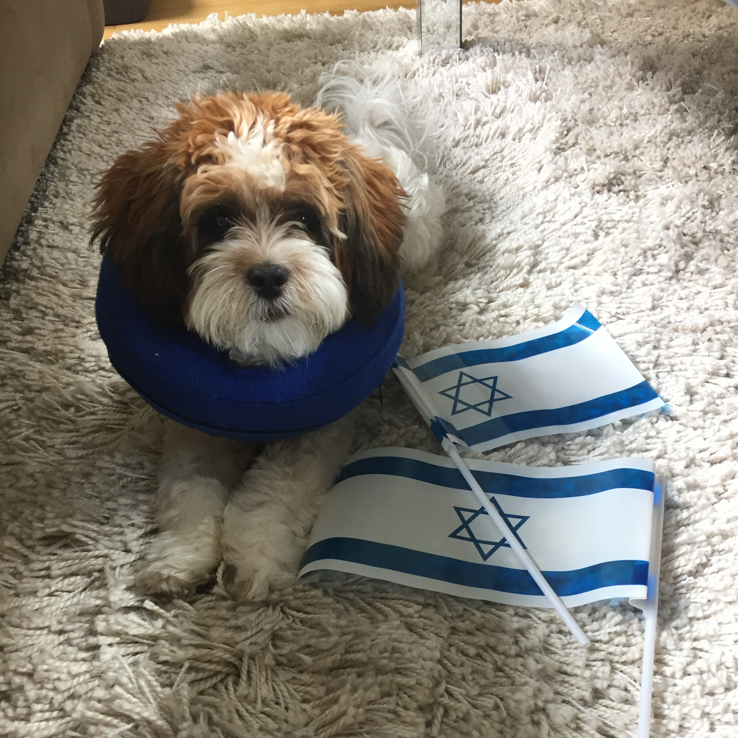 Shalom In Your Phone!