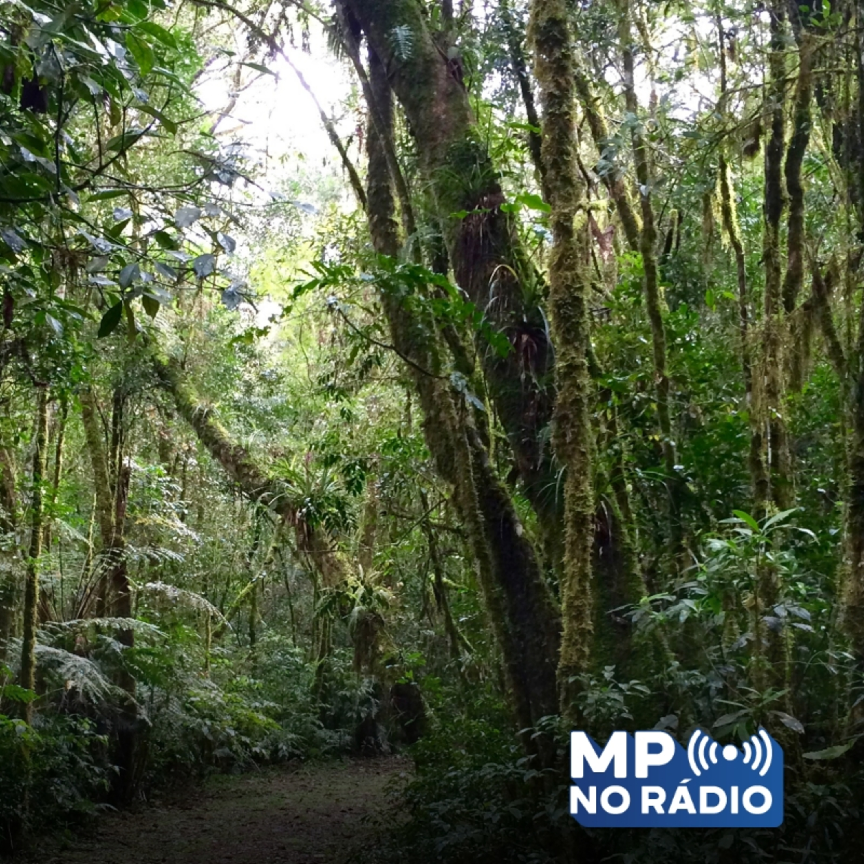 MP no Rádio