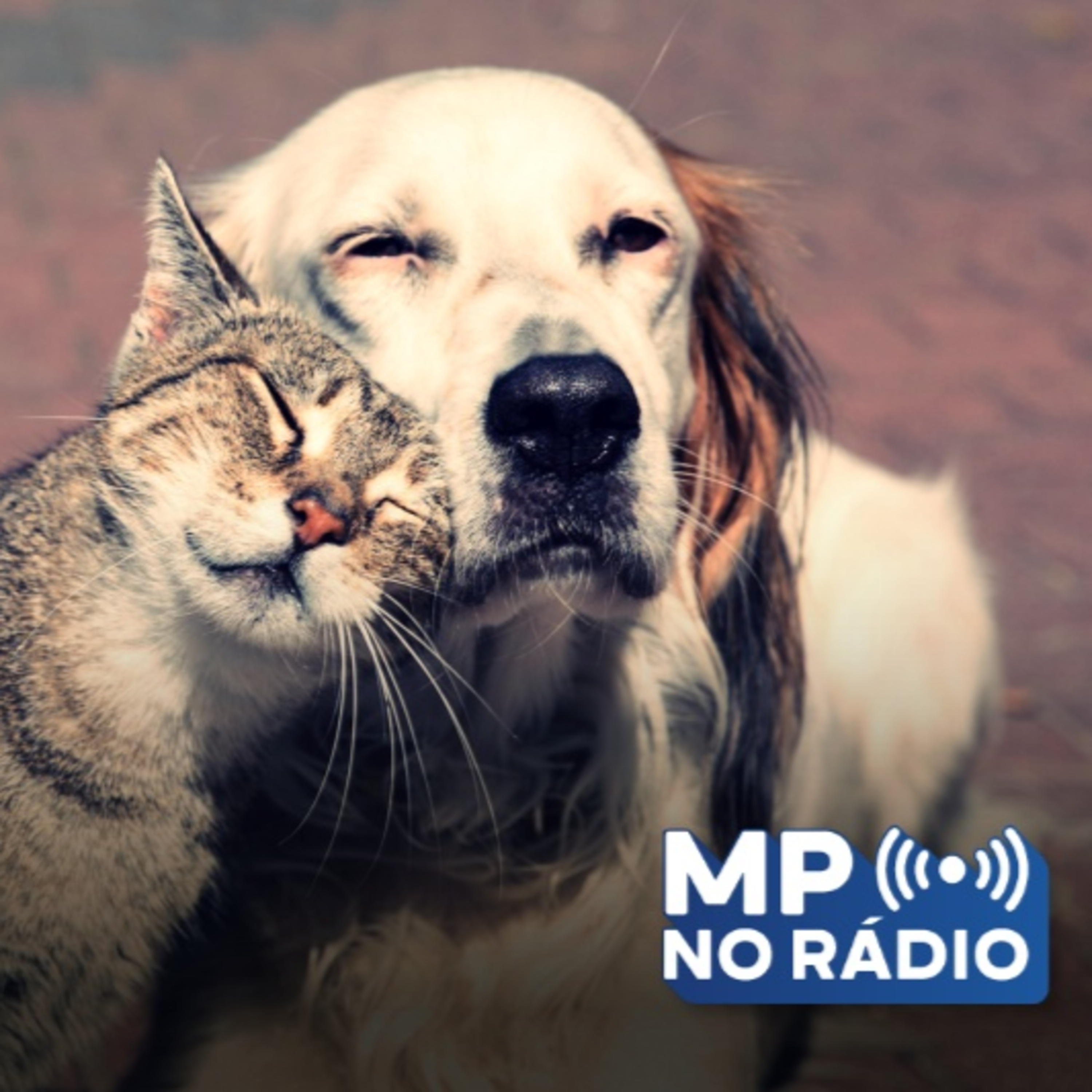 Maus-tratos e abandono contra animais de estimação e como noticiar essas violências