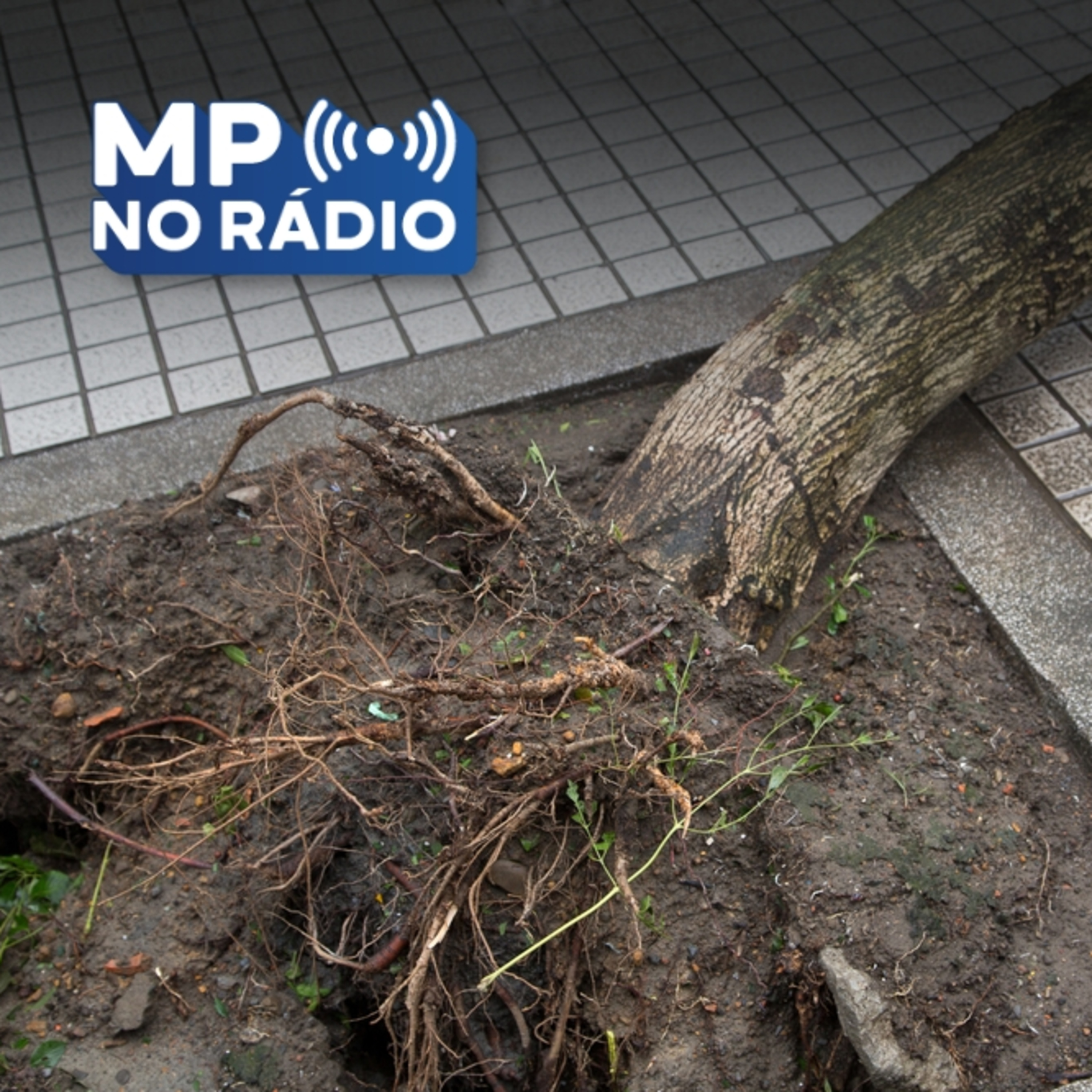 Crimes ambientais urbanos comuns: de descarte de lixo indevido a maus-tratos contra animais