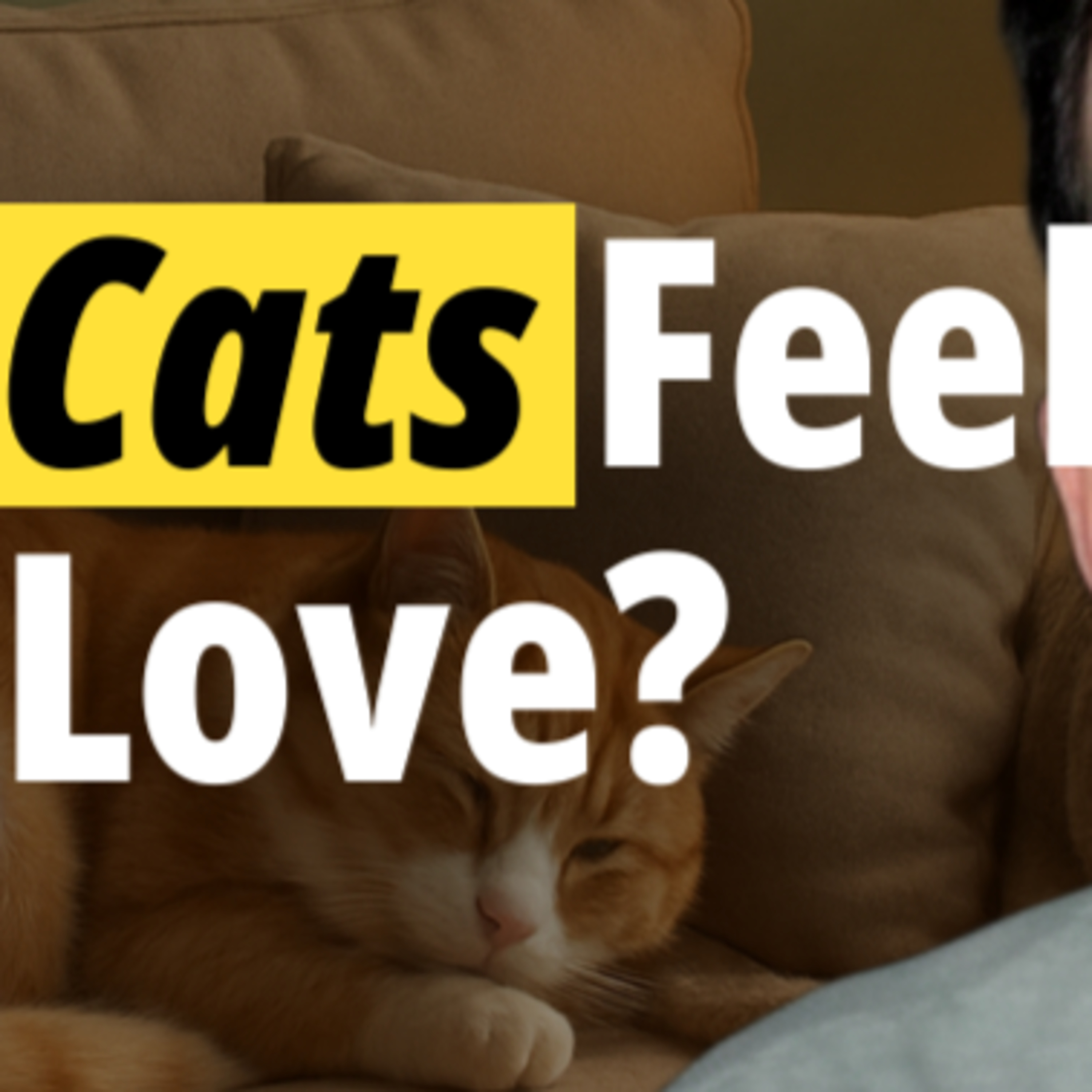 Do Cats Really Feel Love? The Shocking Truth No One Talks About episode artwork