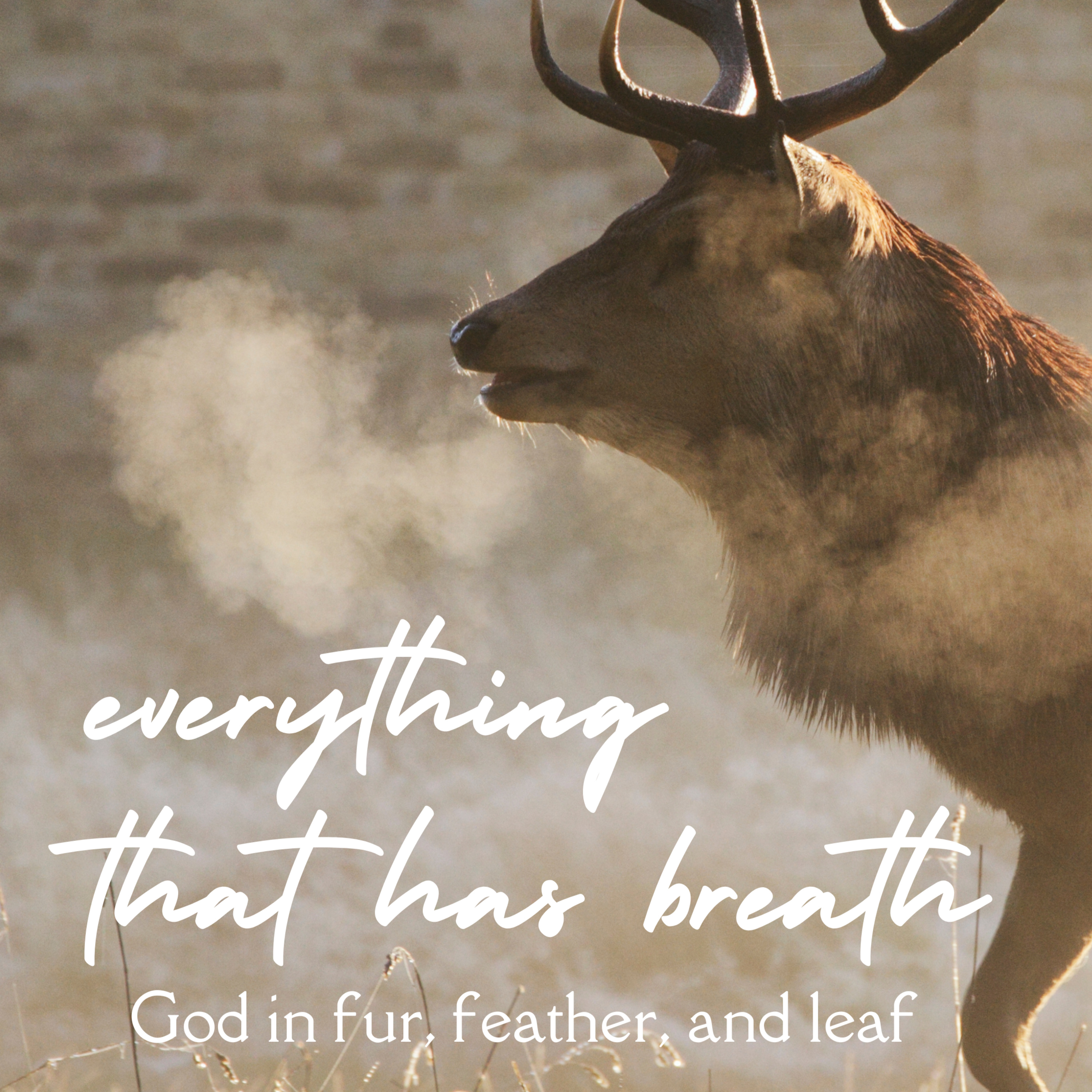 24.04.07. Sermon. Everything That Has Breath: The Last Word About Breath episode artwork